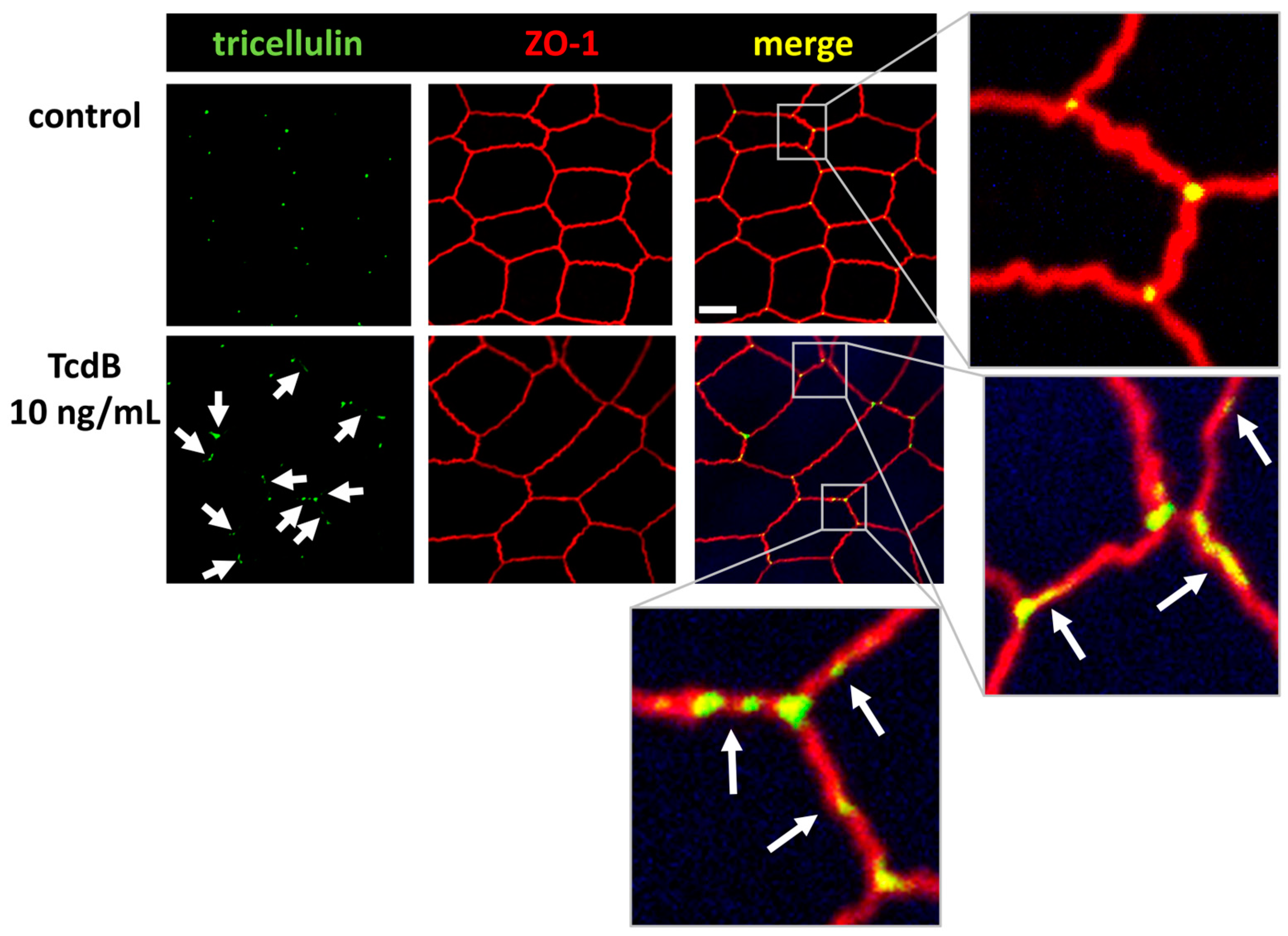 Toxins 15 00643 g007