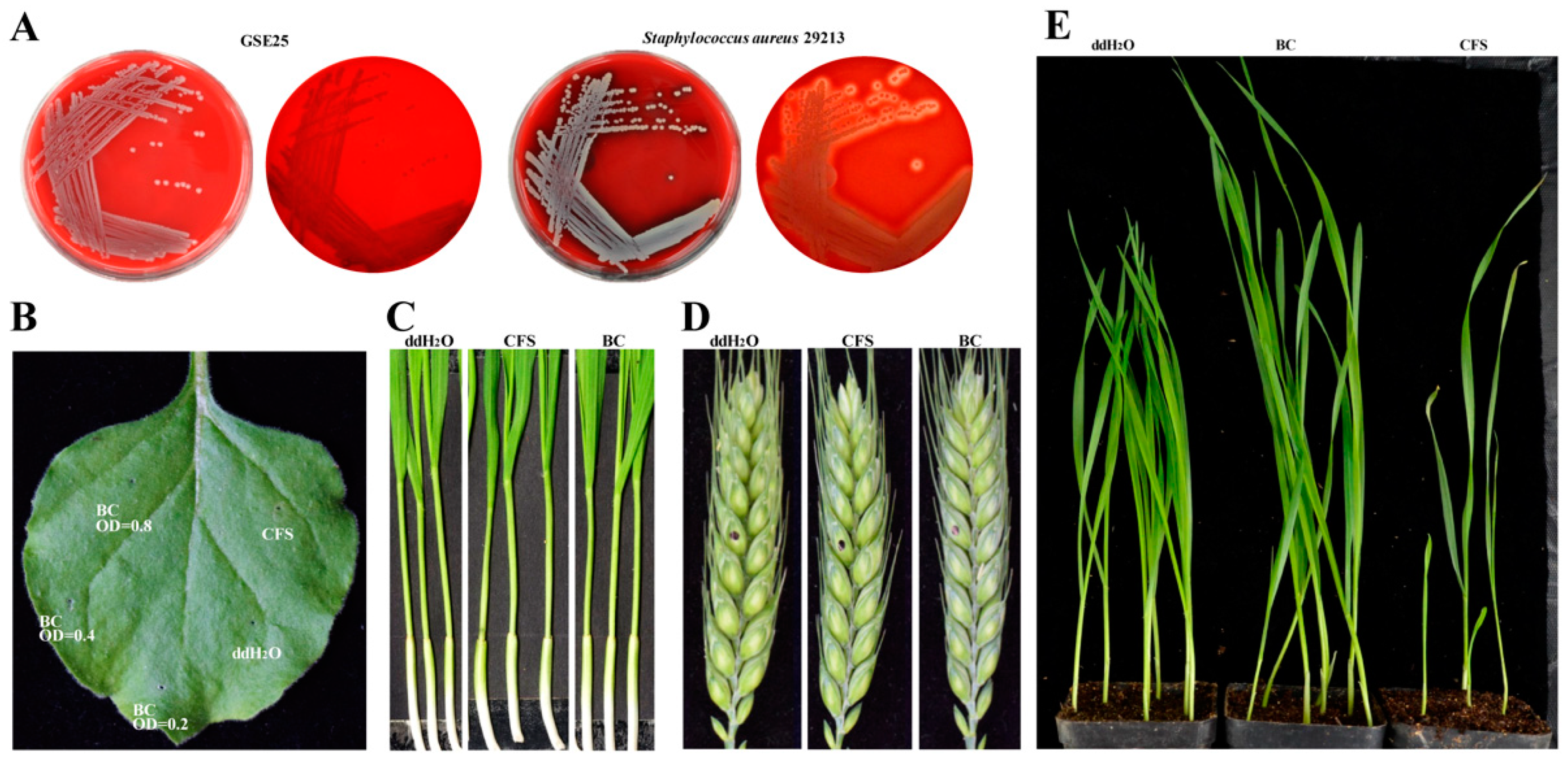 Toxins 15 00702 g002
