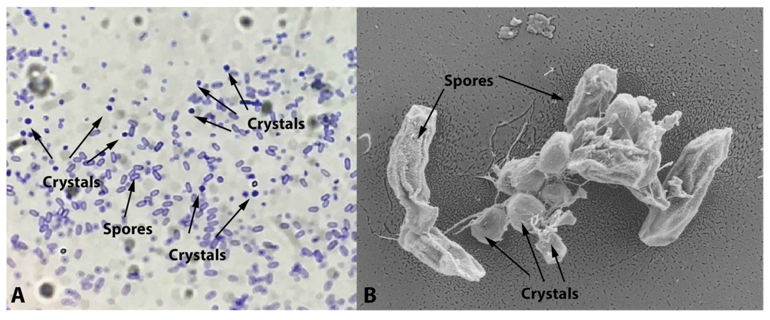 Toxins 16 00004 g001 Toxins 16 00004 g001