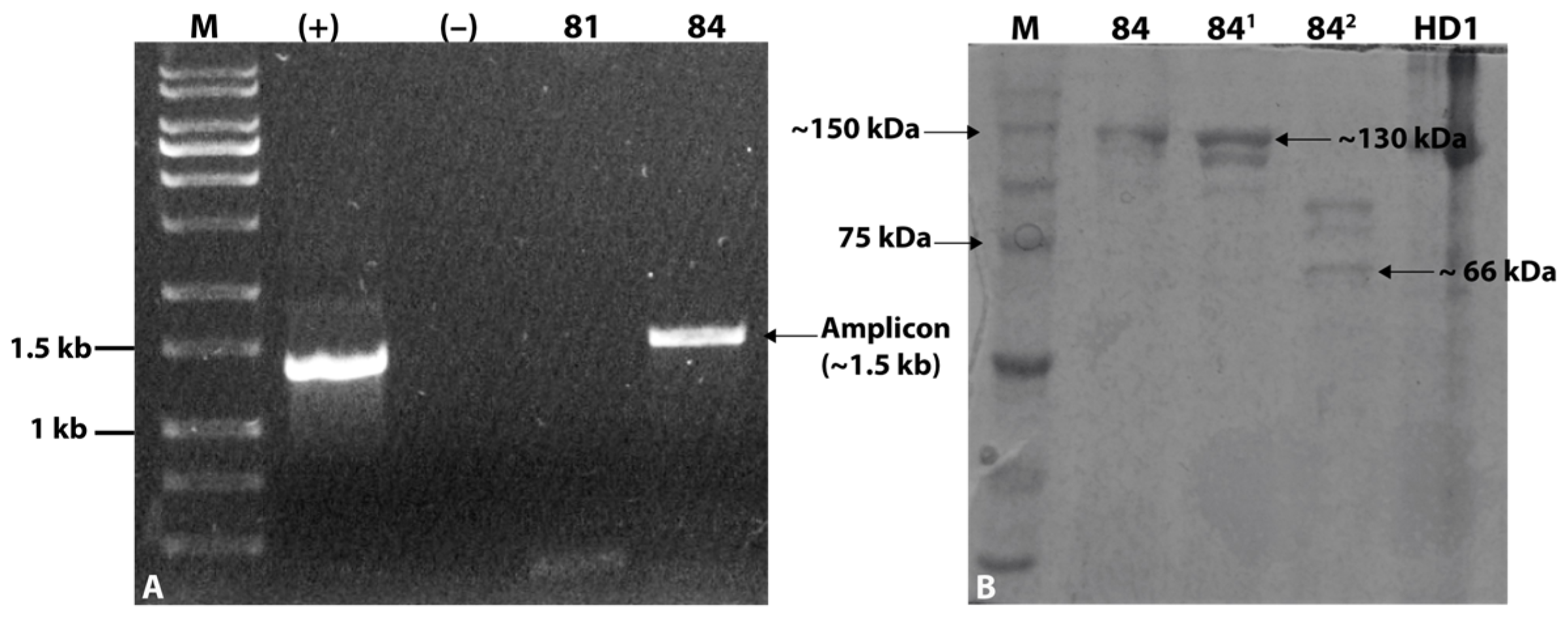 Toxins 16 00004 g002 Toxins 16 00004 g002