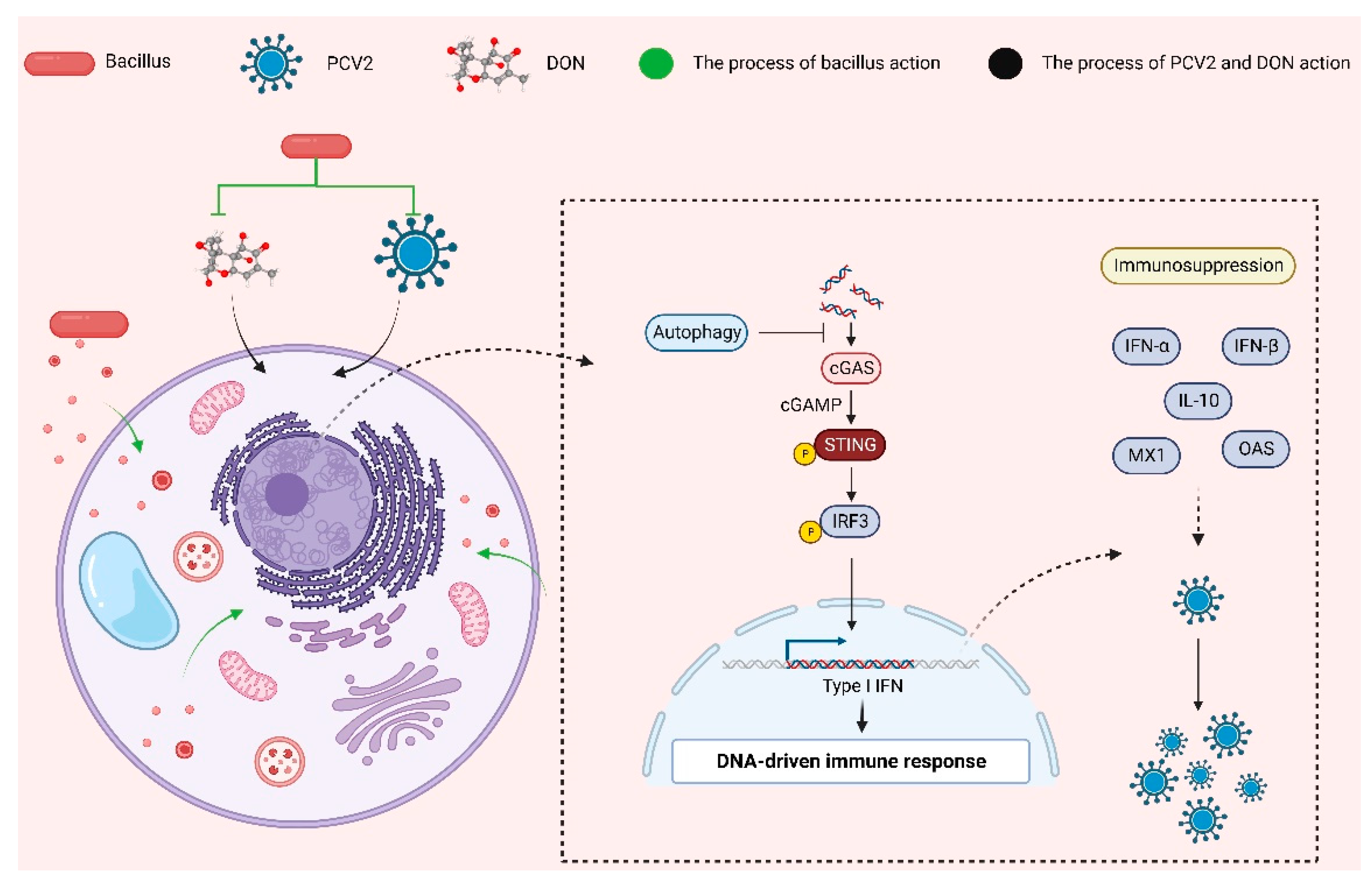 Toxins 16 00014 g009