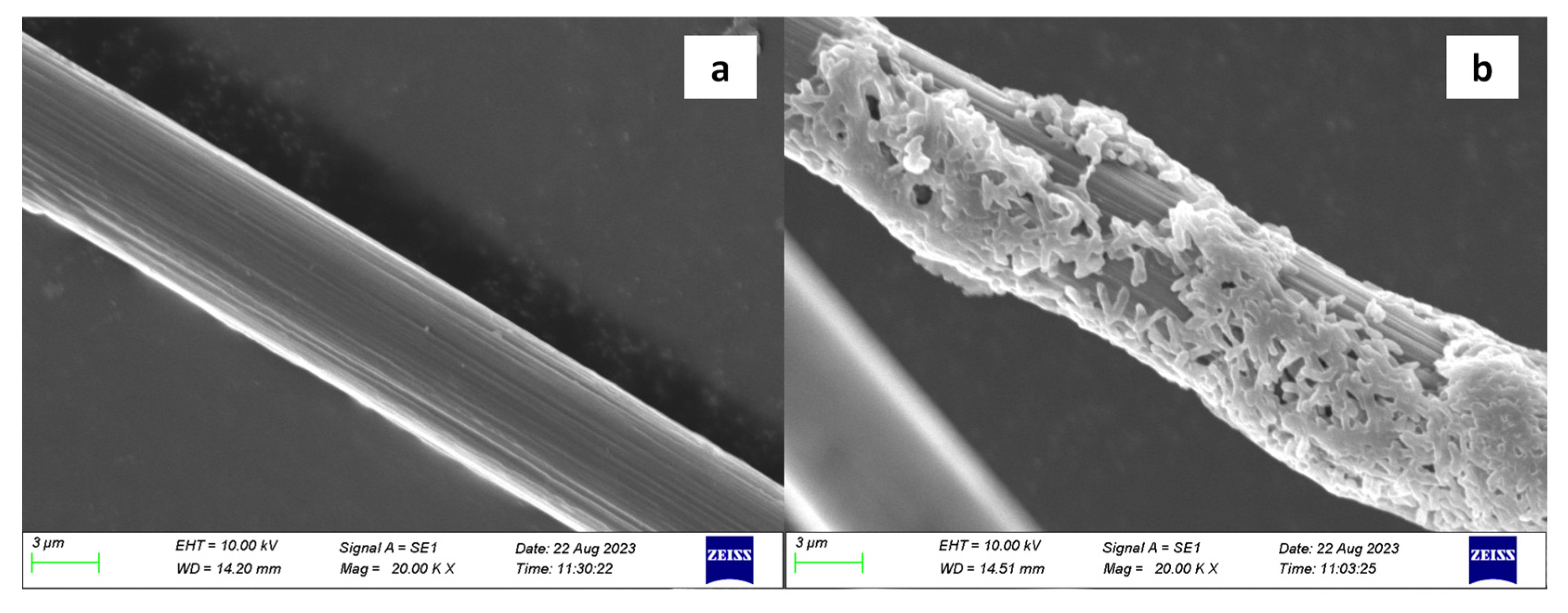 Toxins 16 00020 g001