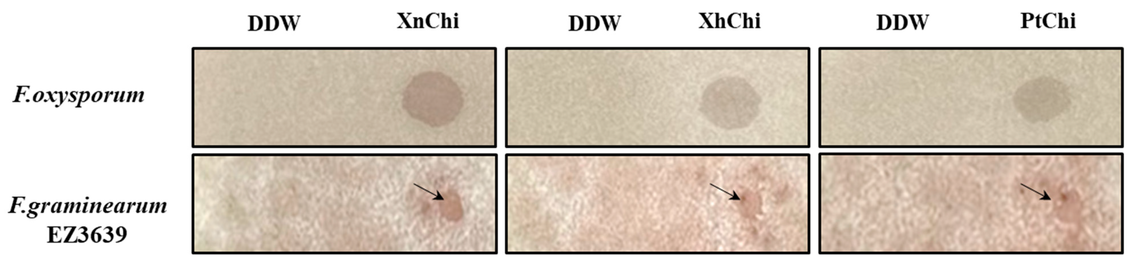 Toxins 16 00026 g006