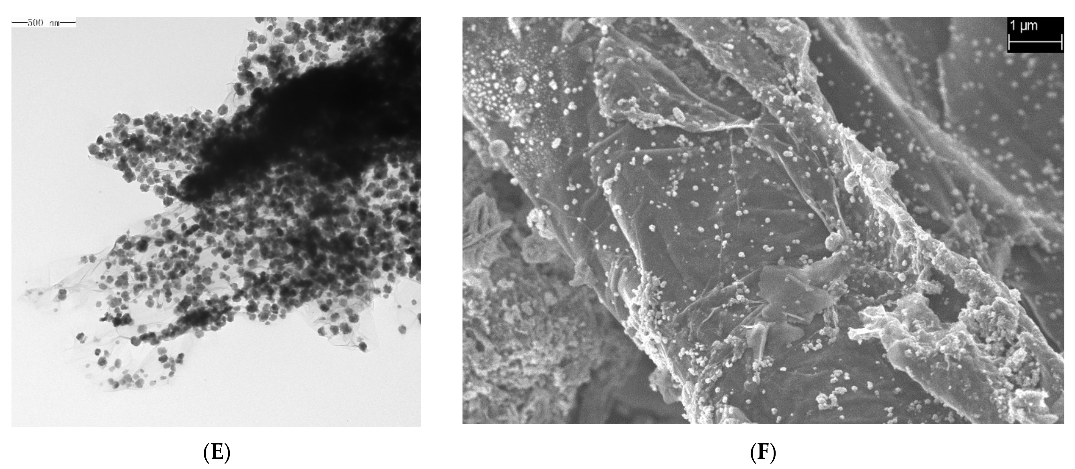 Toxins 16 00057 g001b