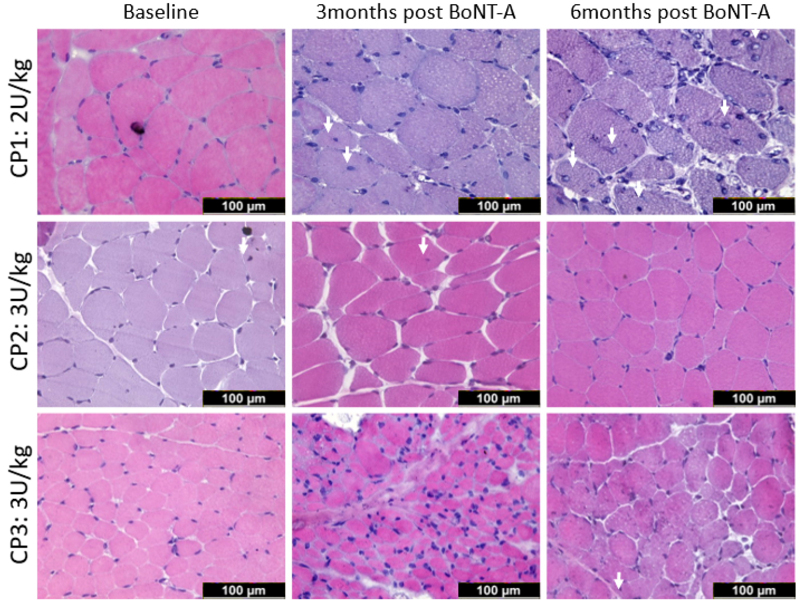 Toxins 16 00069 g001