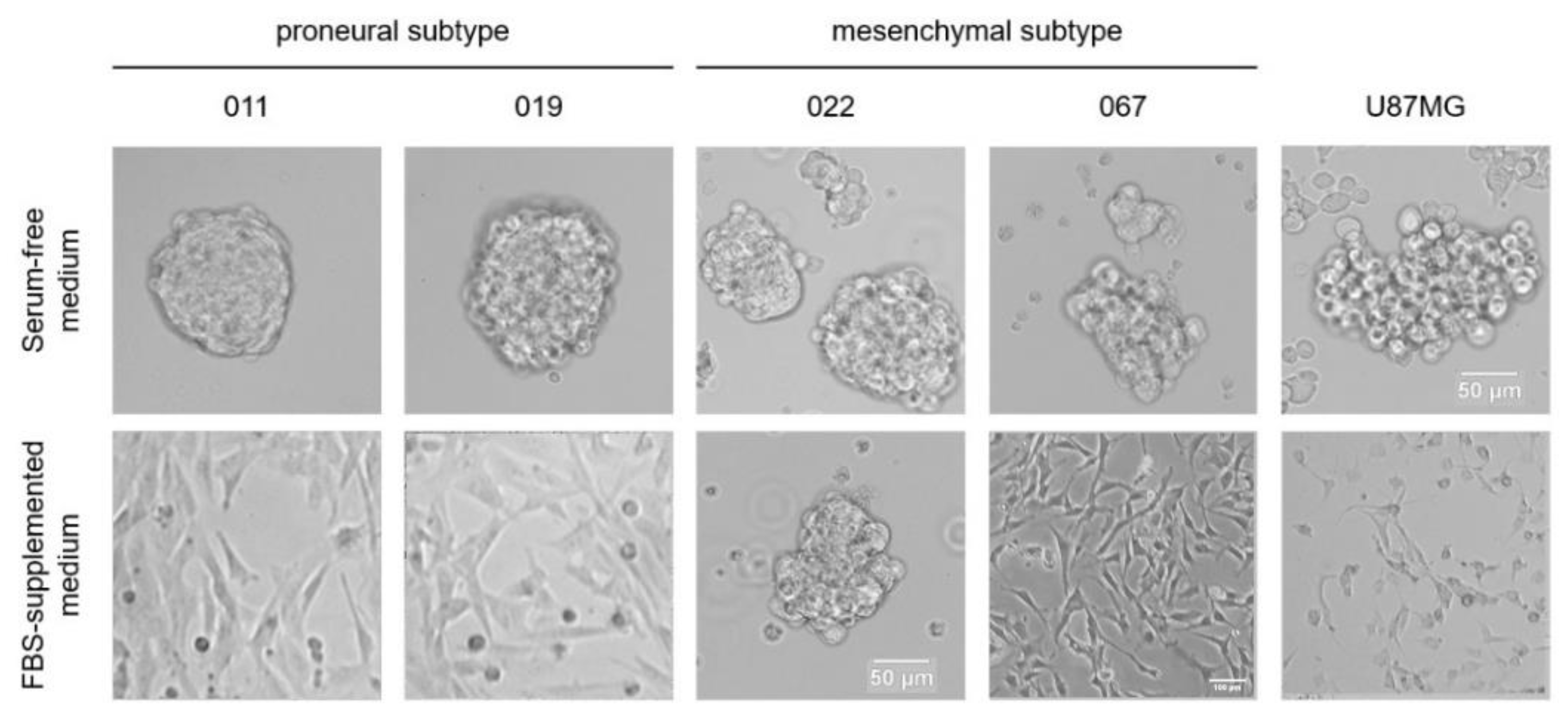 Toxins 16 00080 g003