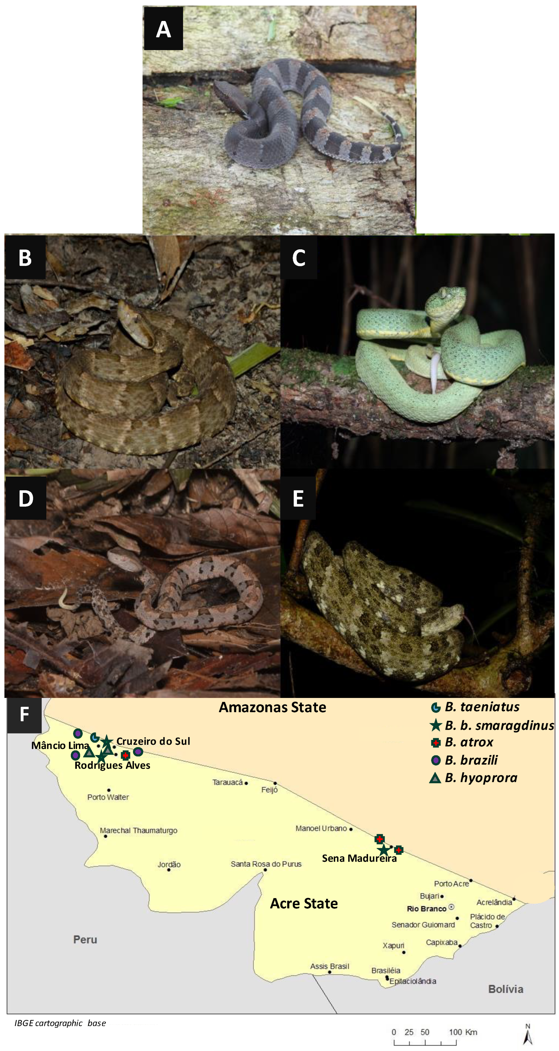 Toxins 16 00083 g001