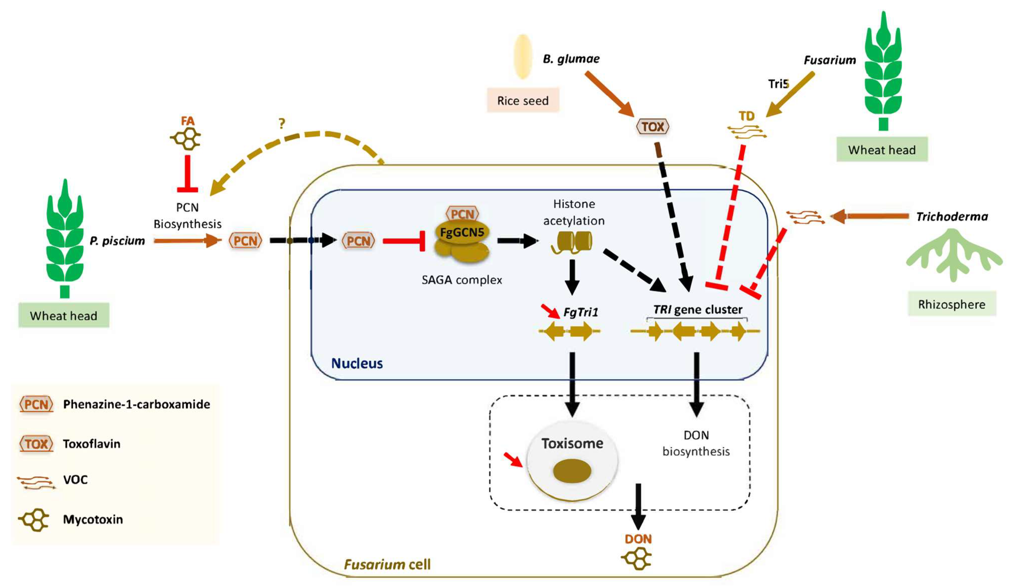 Toxins 16 00090 g003