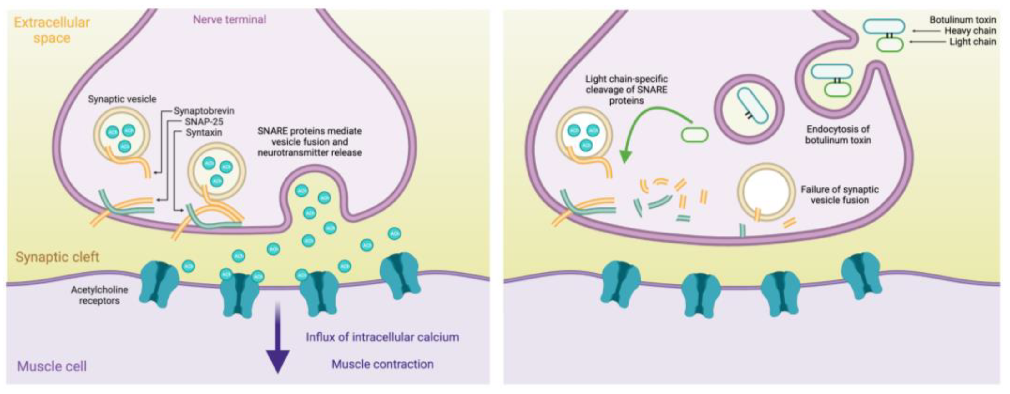 Toxins 16 00096 g001 Toxins 16 00096 g001