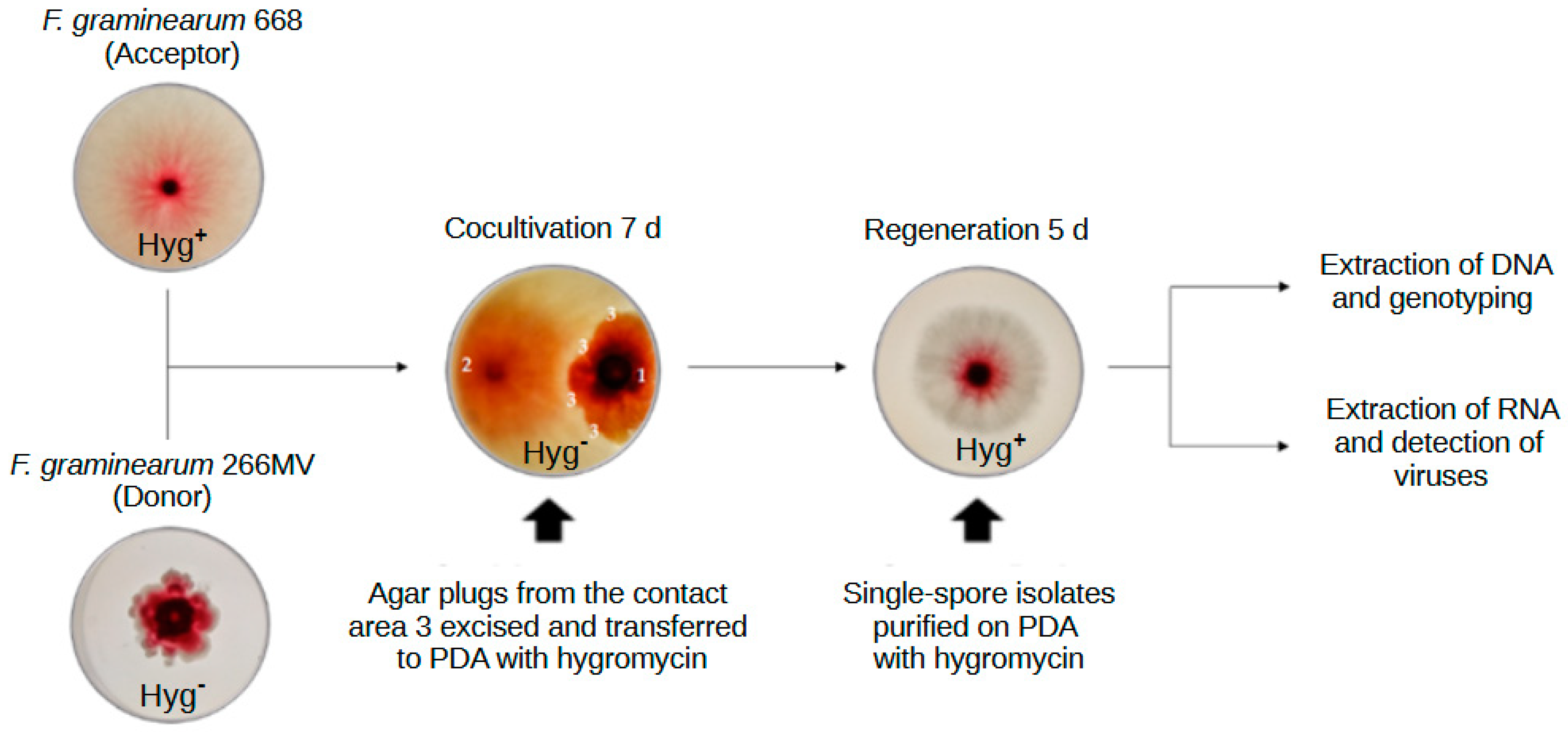 Toxins 16 00131 g0a1 Toxins 16 00131 g0a1