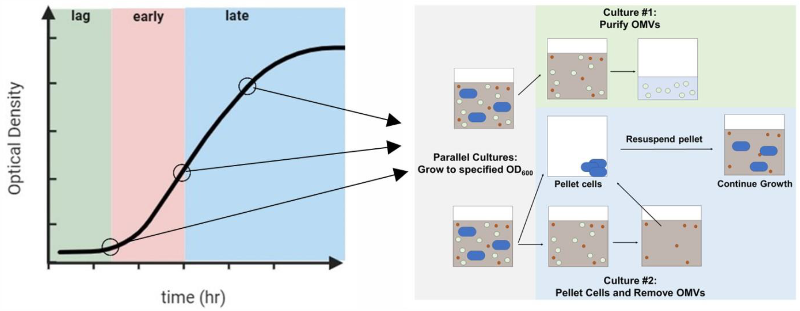 Toxins 16 00138 g001