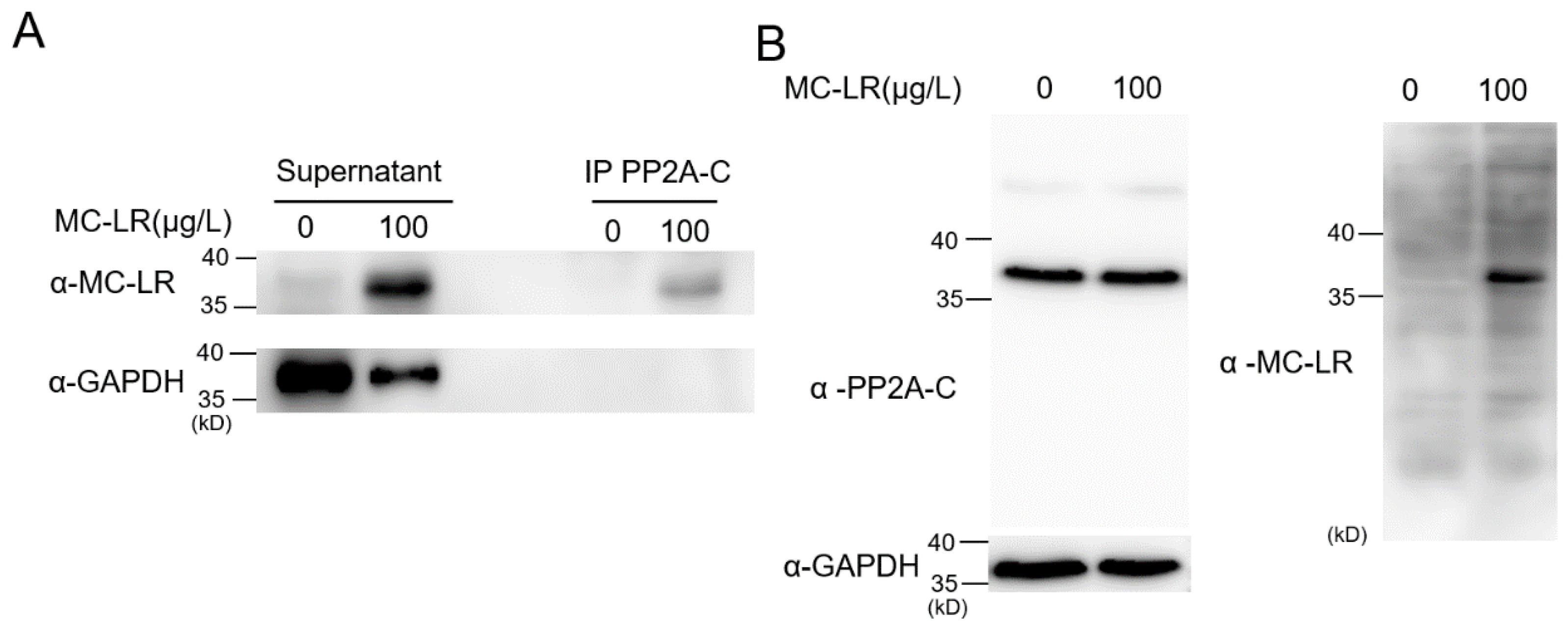 Toxins 16 00145 g004
