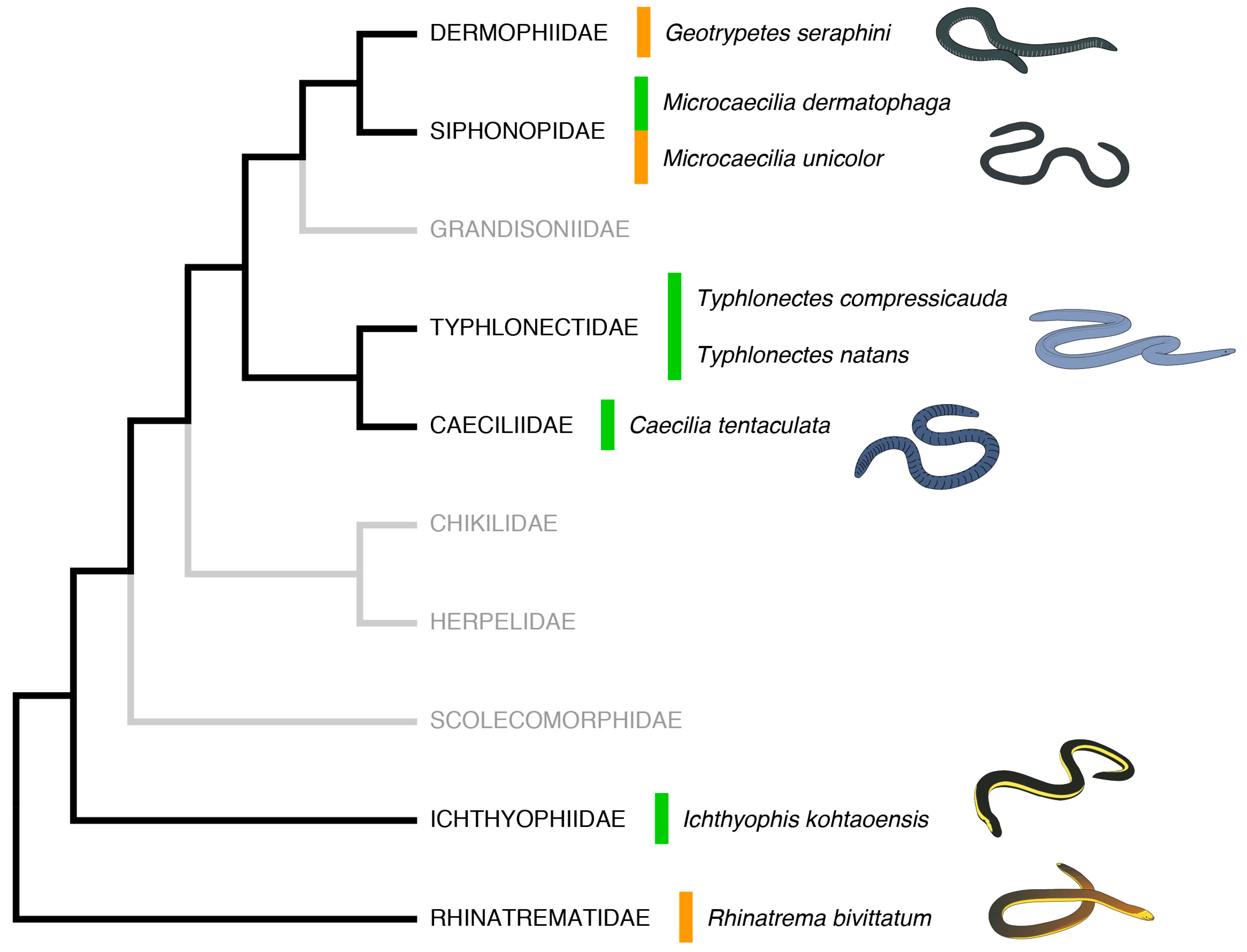 Toxins 16 00150 g001
