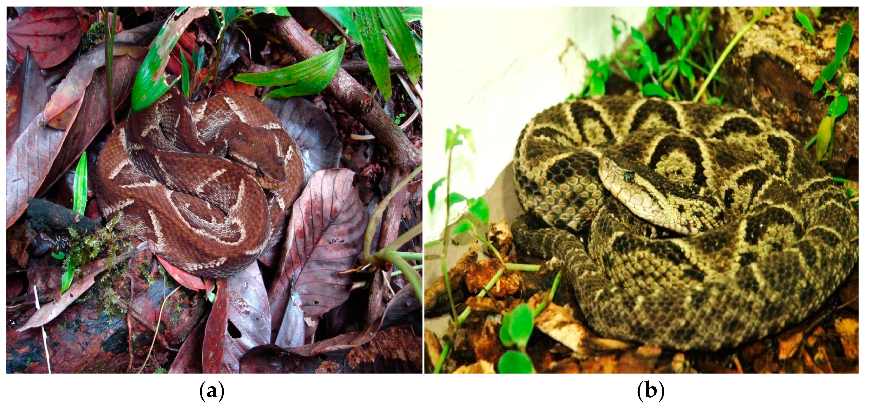 Toxins 16 00152 g001