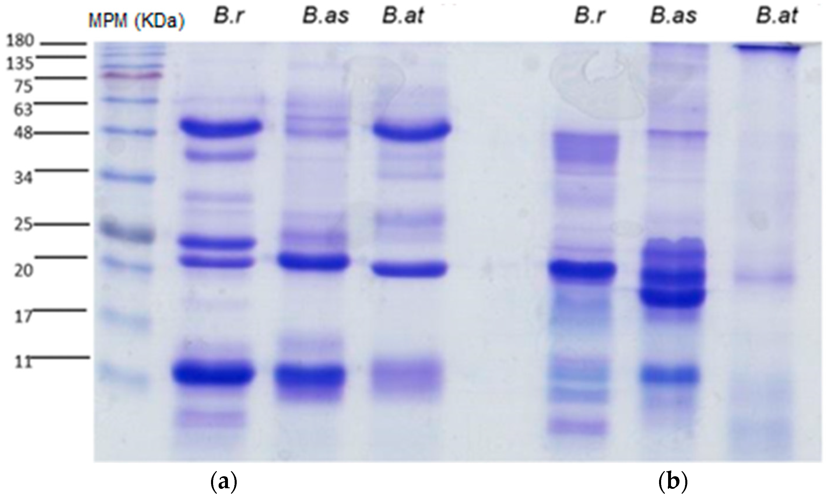Toxins 16 00152 g003