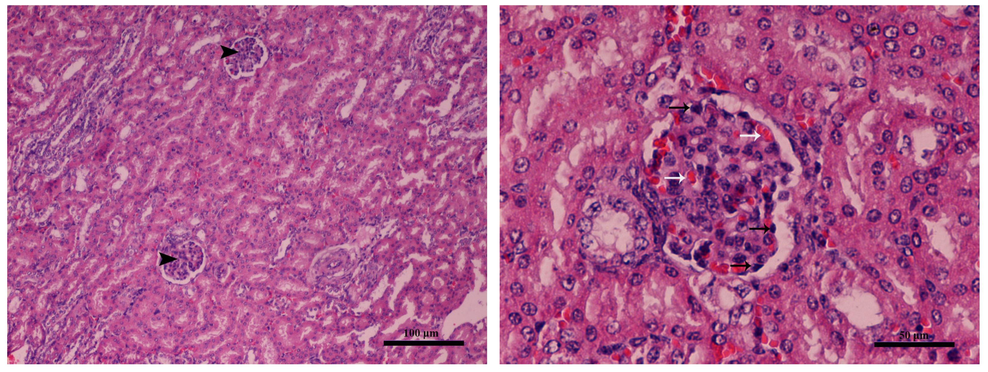Toxins 16 00168 g003
