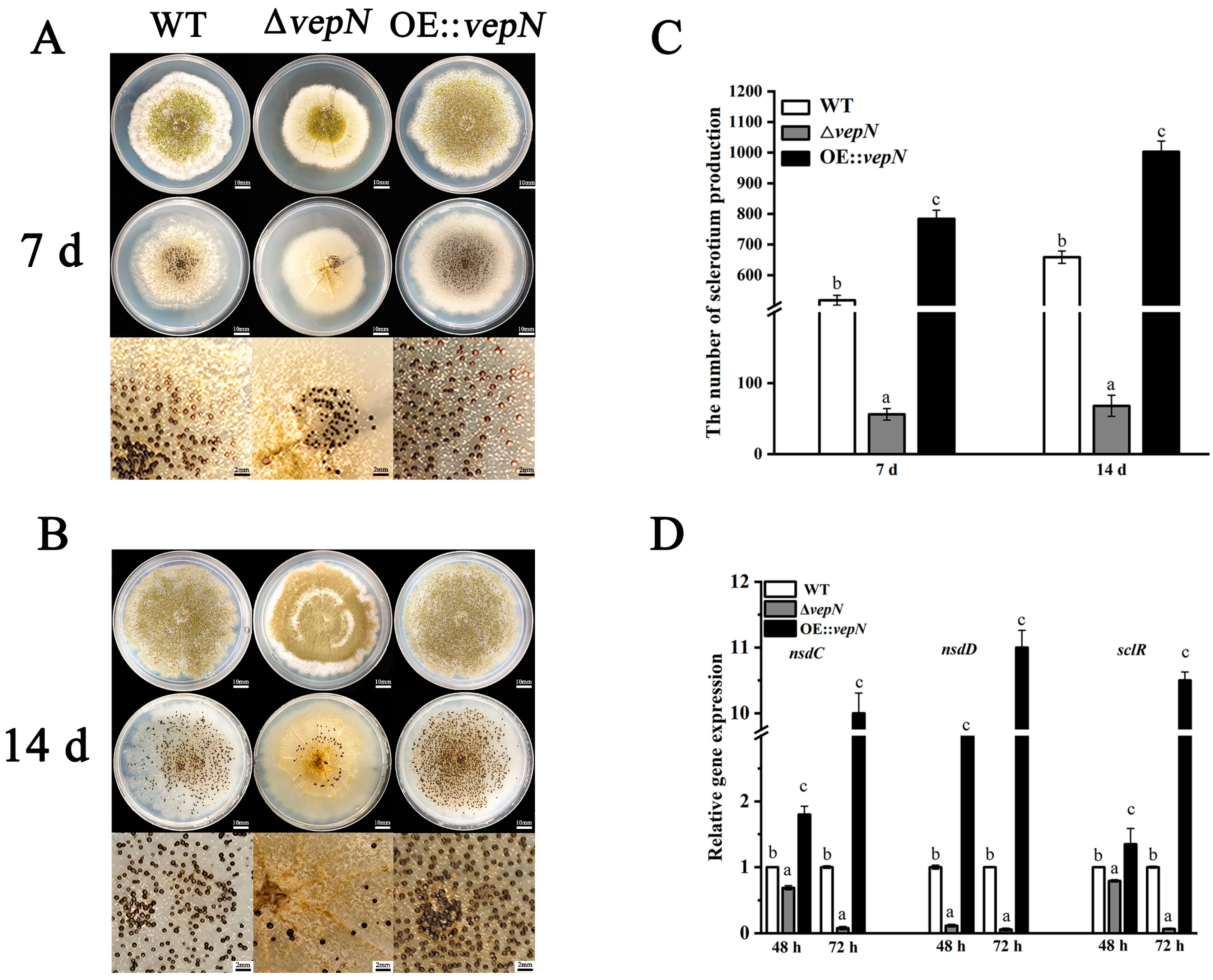 Toxins 16 00174 g005
