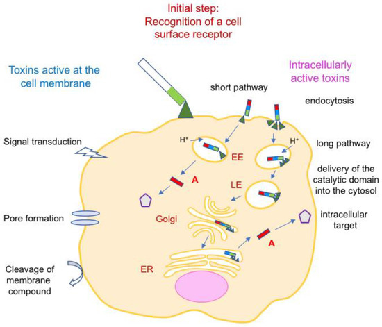 Toxins 16 00182 g004