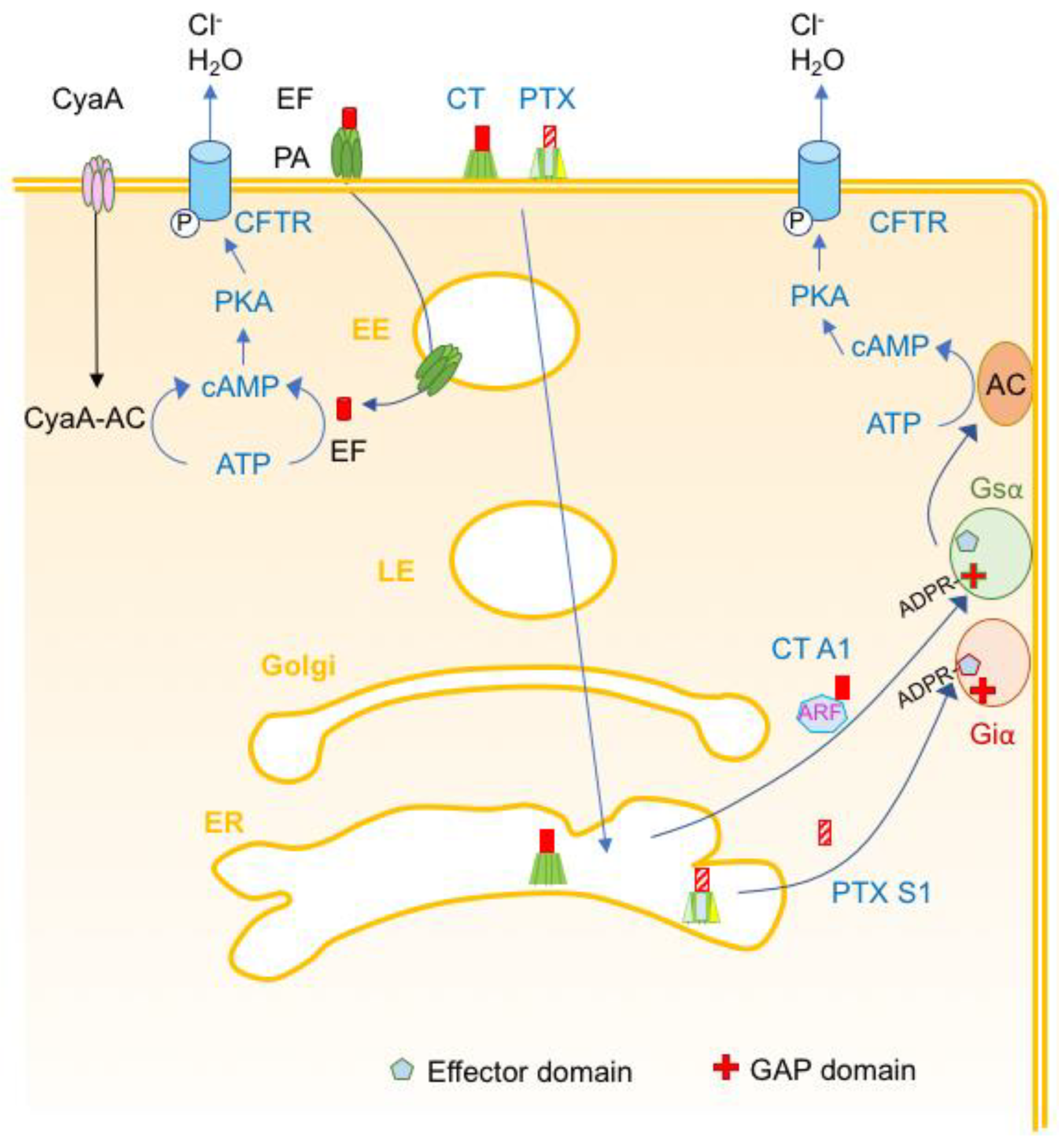 Toxins 16 00182 g013 Toxins 16 00182 g013