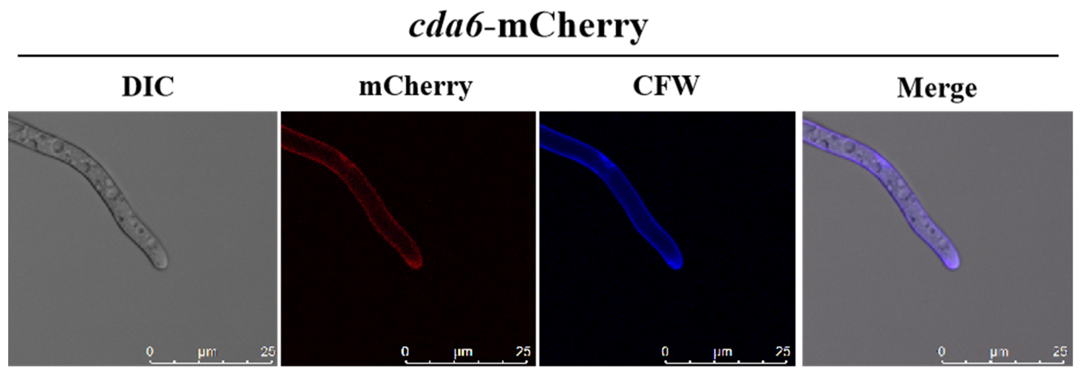 Toxins 16 00217 g004 Toxins 16 00217 g004