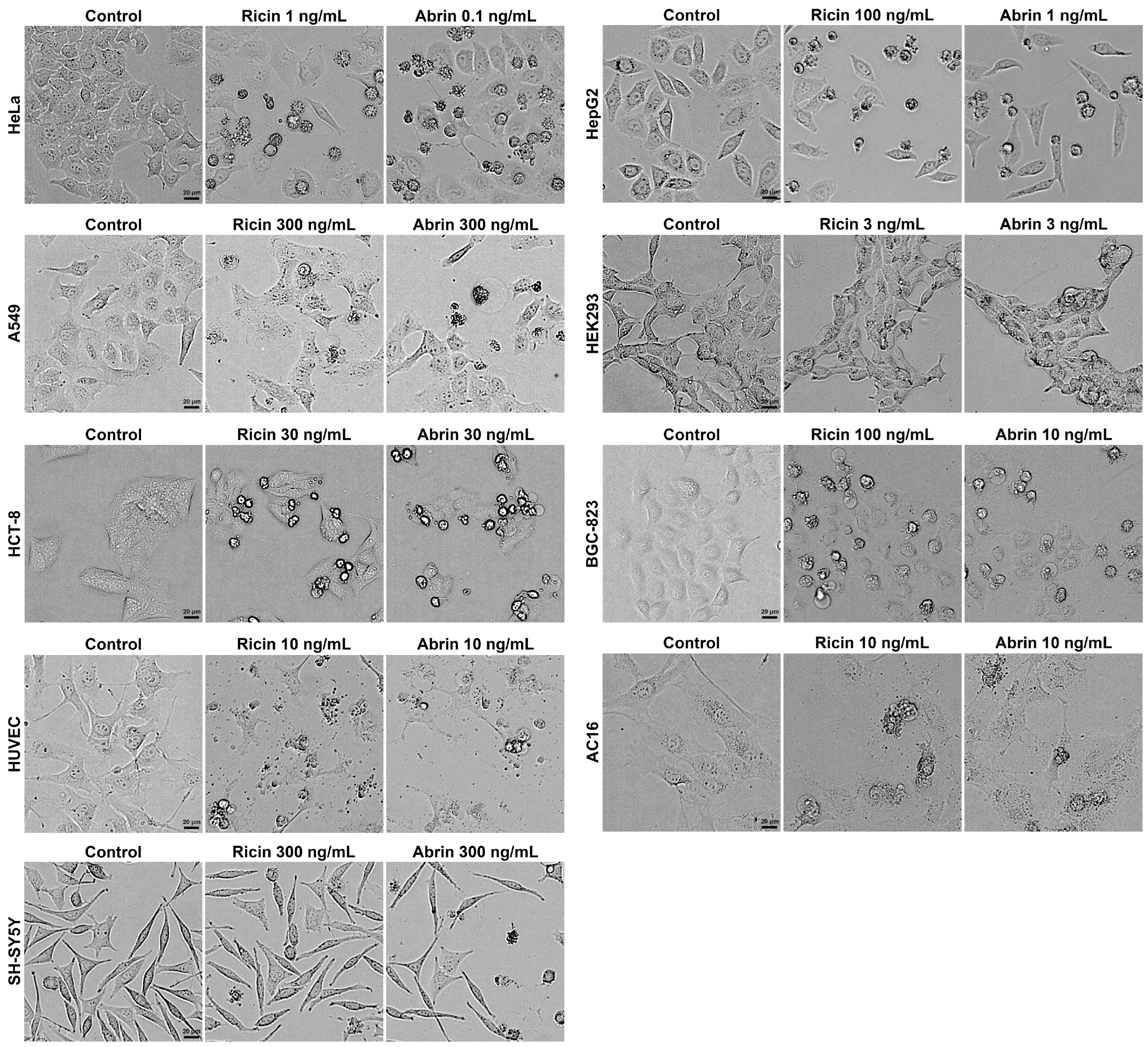 Toxins 16 00237 g002 Toxins 16 00237 g002
