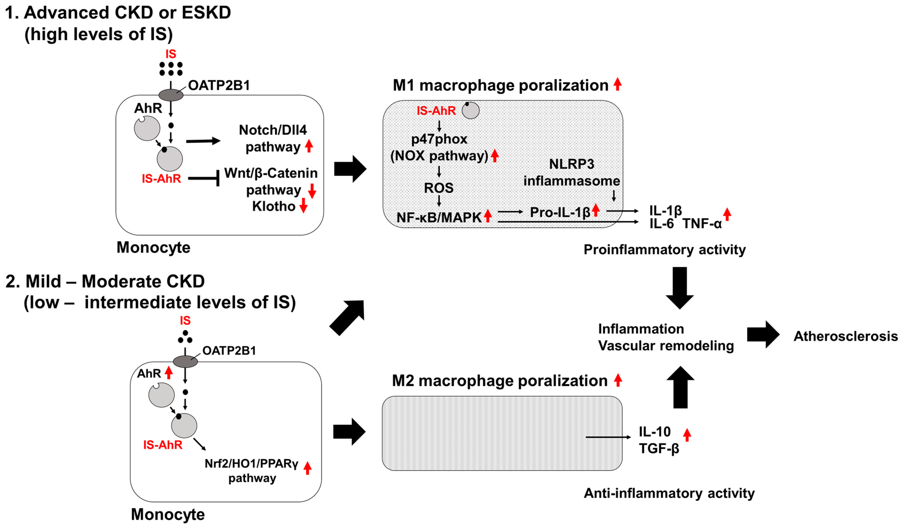 Toxins 16 00254 g001 Toxins 16 00254 g001