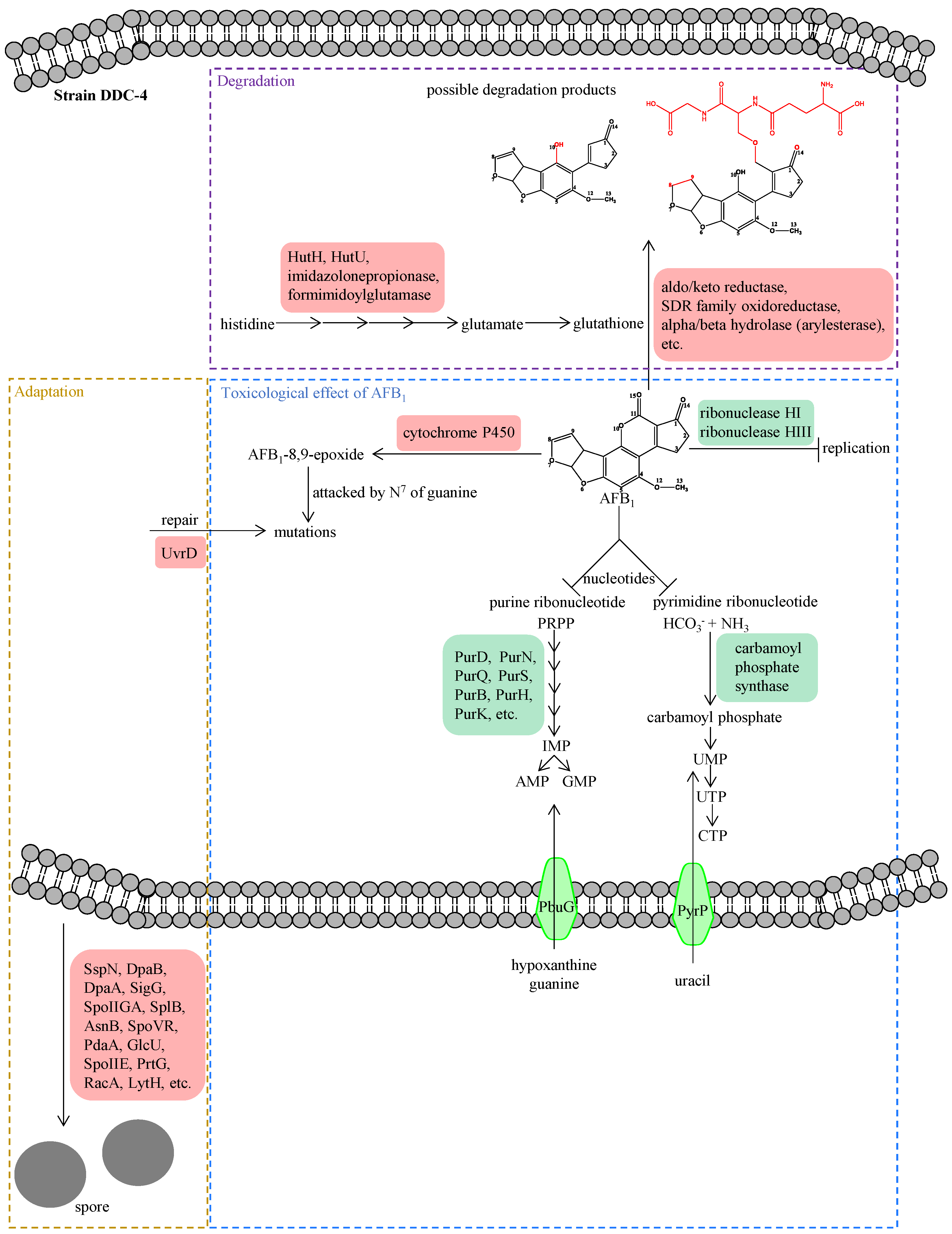 Toxins 16 00256 g010