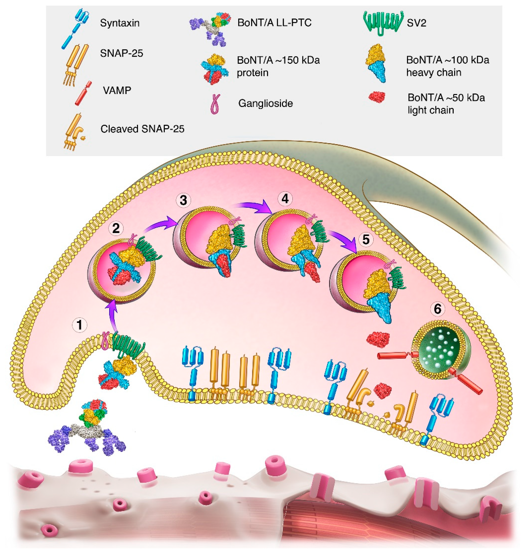 Toxins 16 00266 g002b