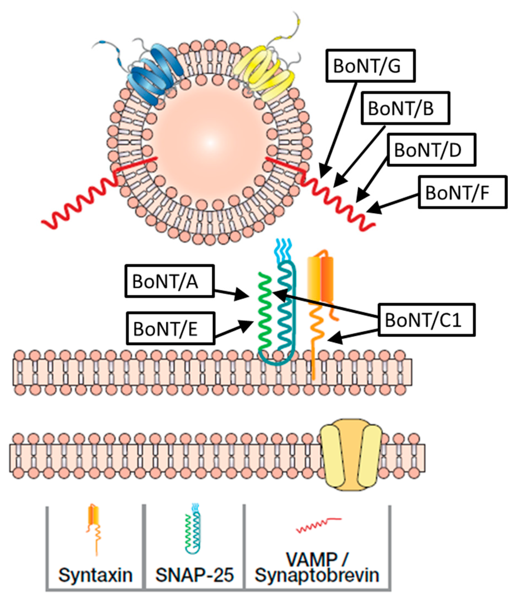 Toxins 16 00266 g003