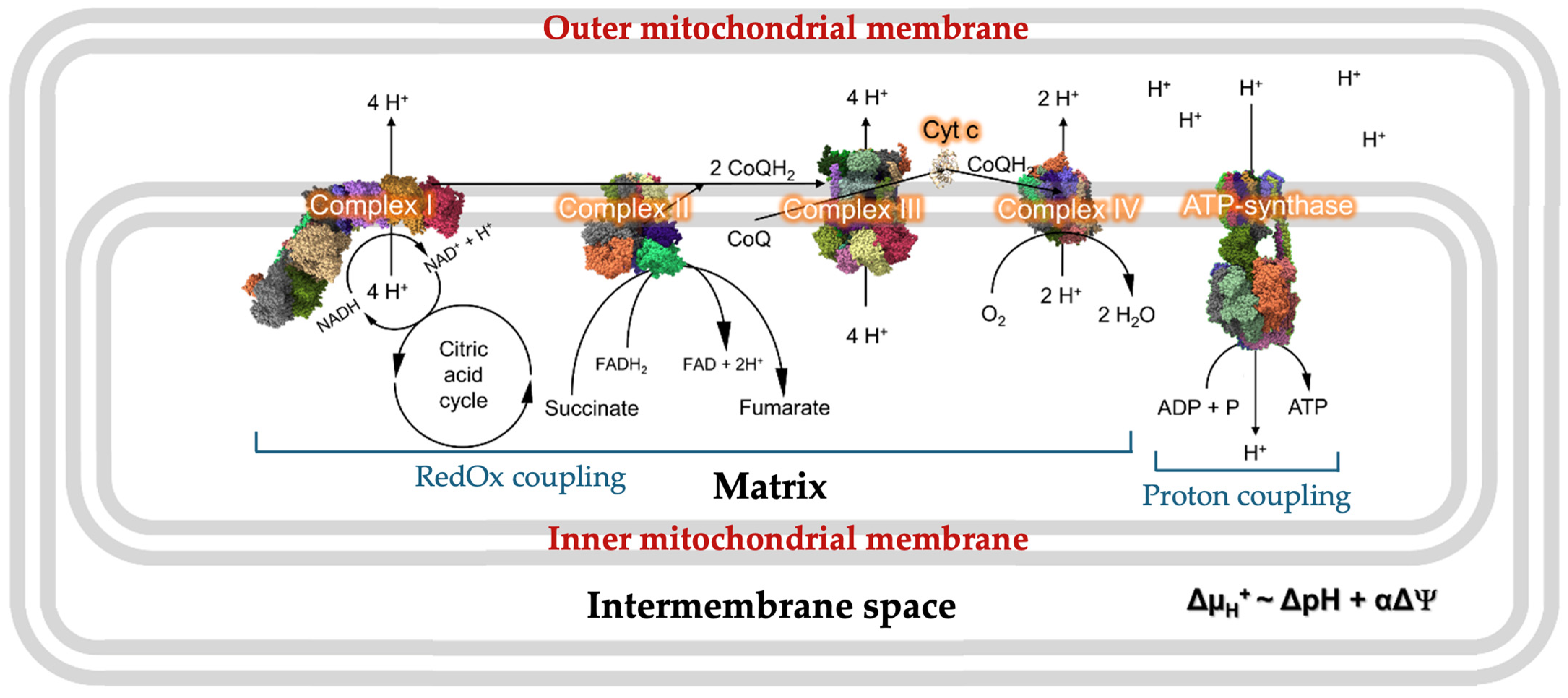 Toxins 16 00287 g002 Toxins 16 00287 g002