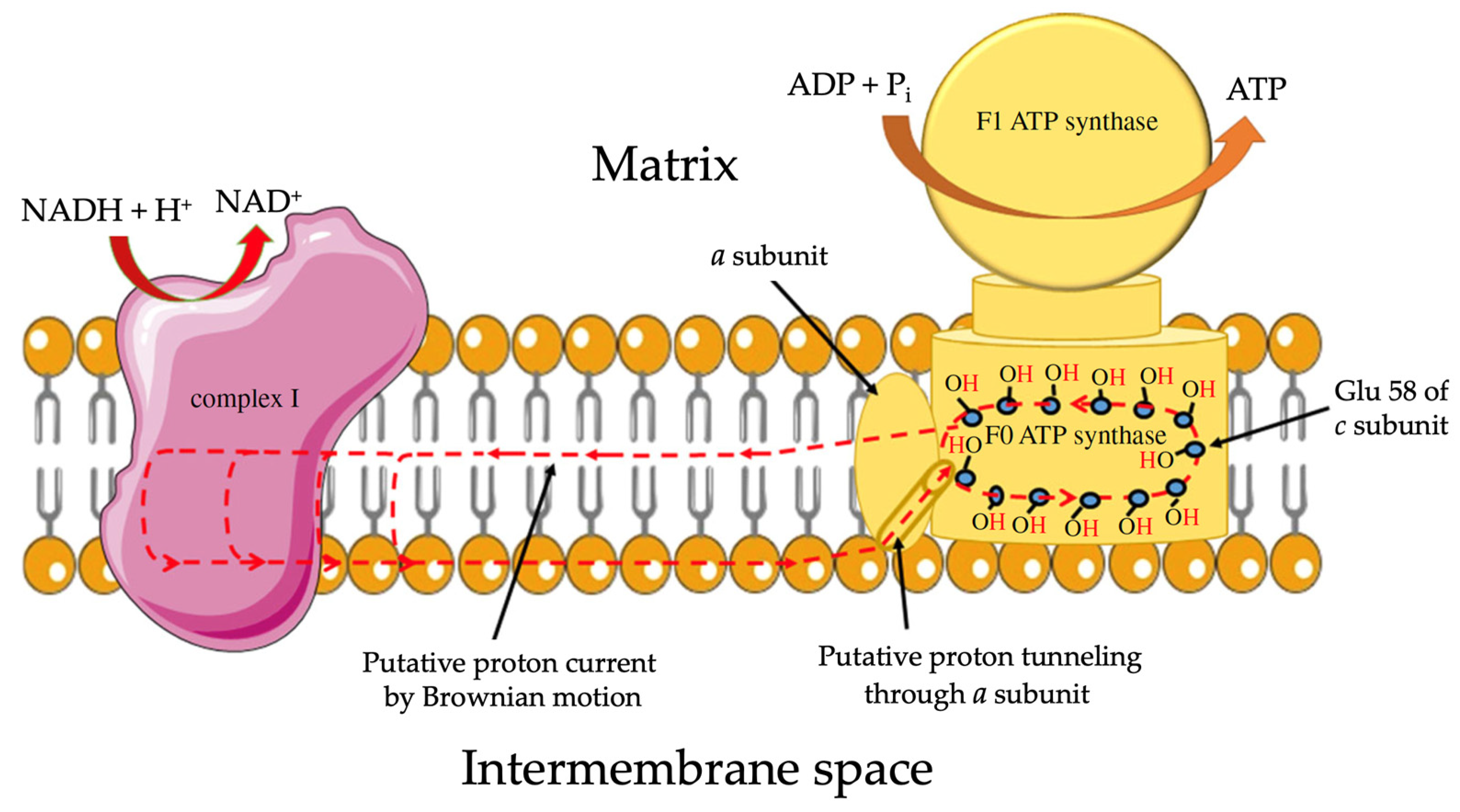 Toxins 16 00287 g003 Toxins 16 00287 g003