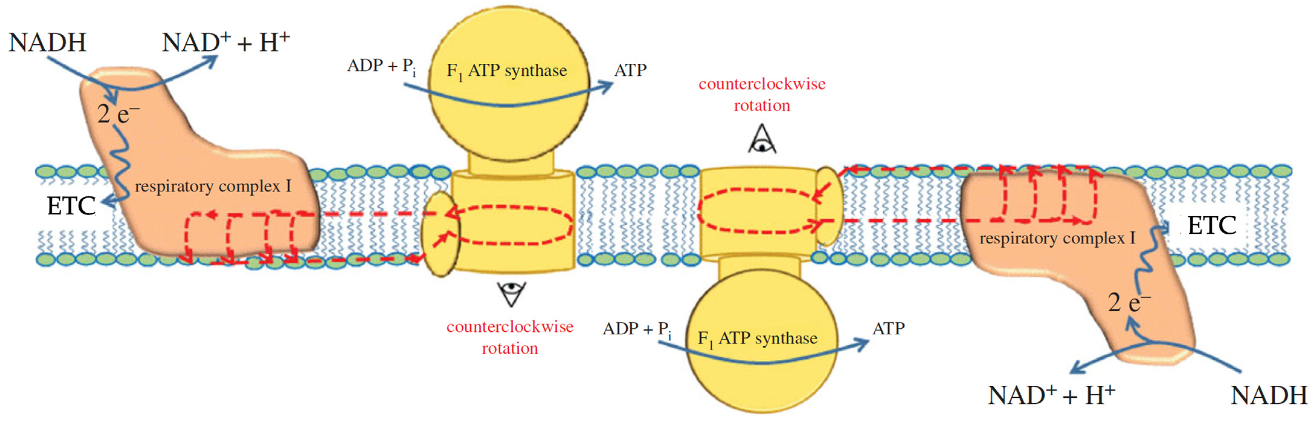 Toxins 16 00287 g004 Toxins 16 00287 g004