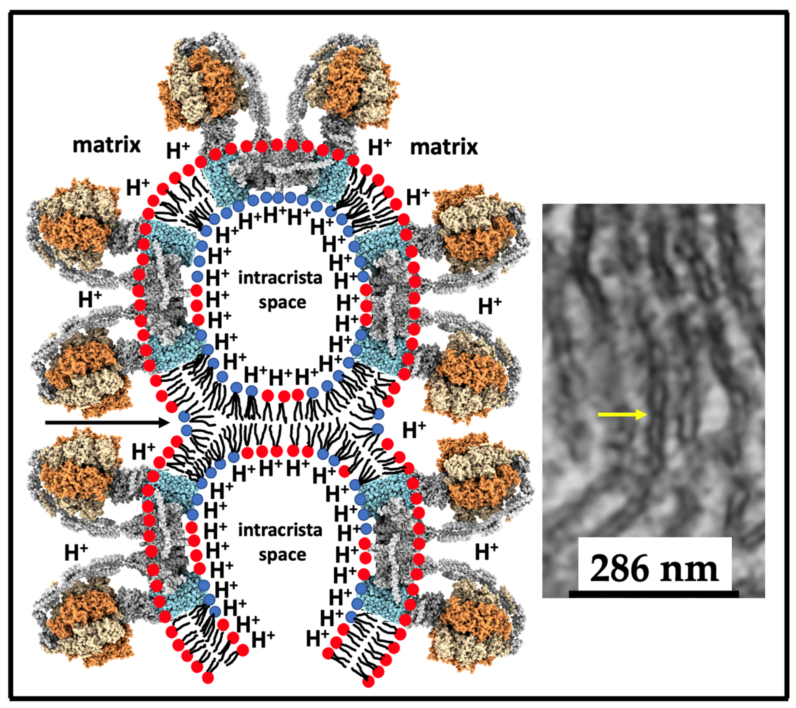 Toxins 16 00287 g006 Toxins 16 00287 g006