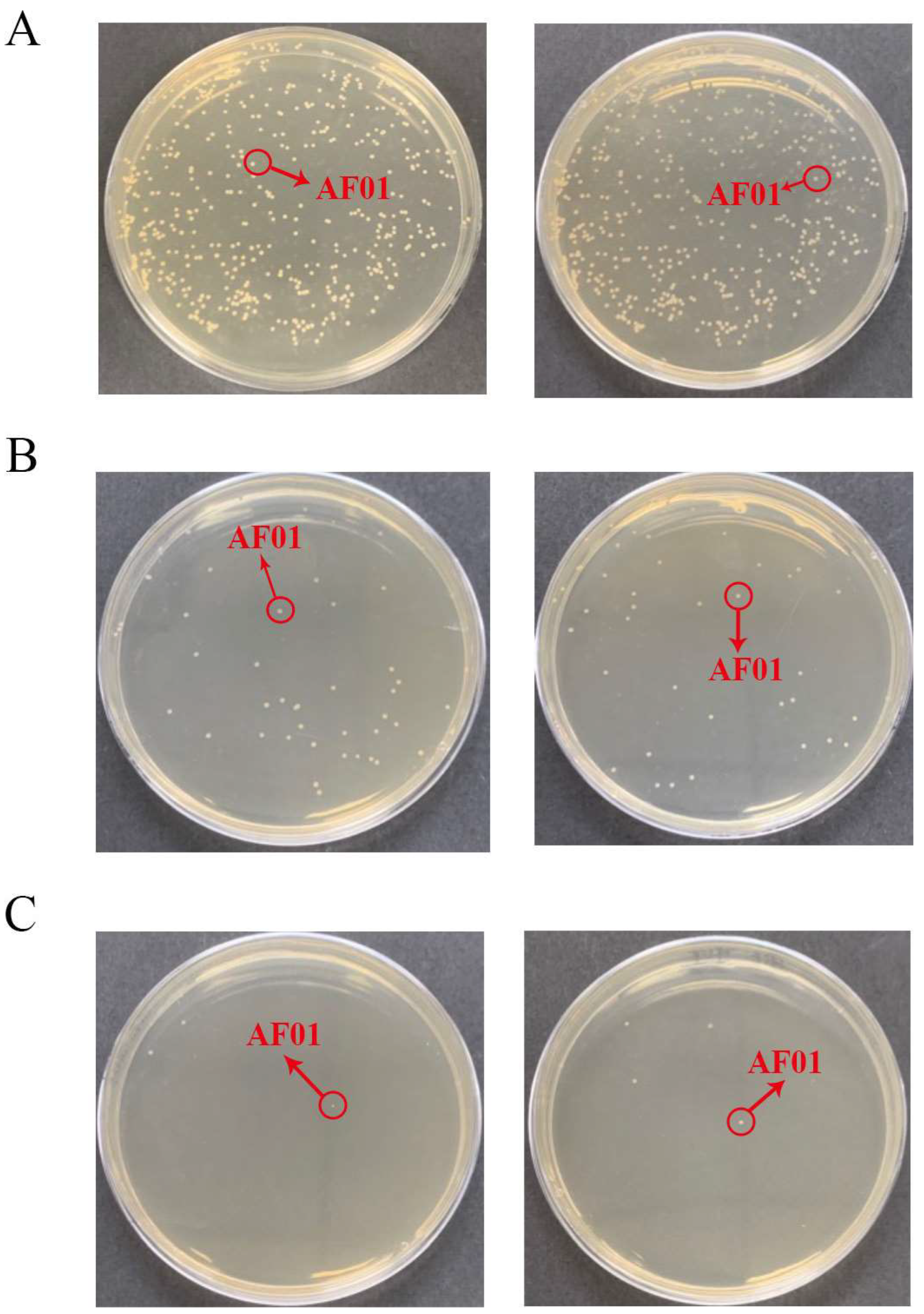 Toxins 16 00305 g002