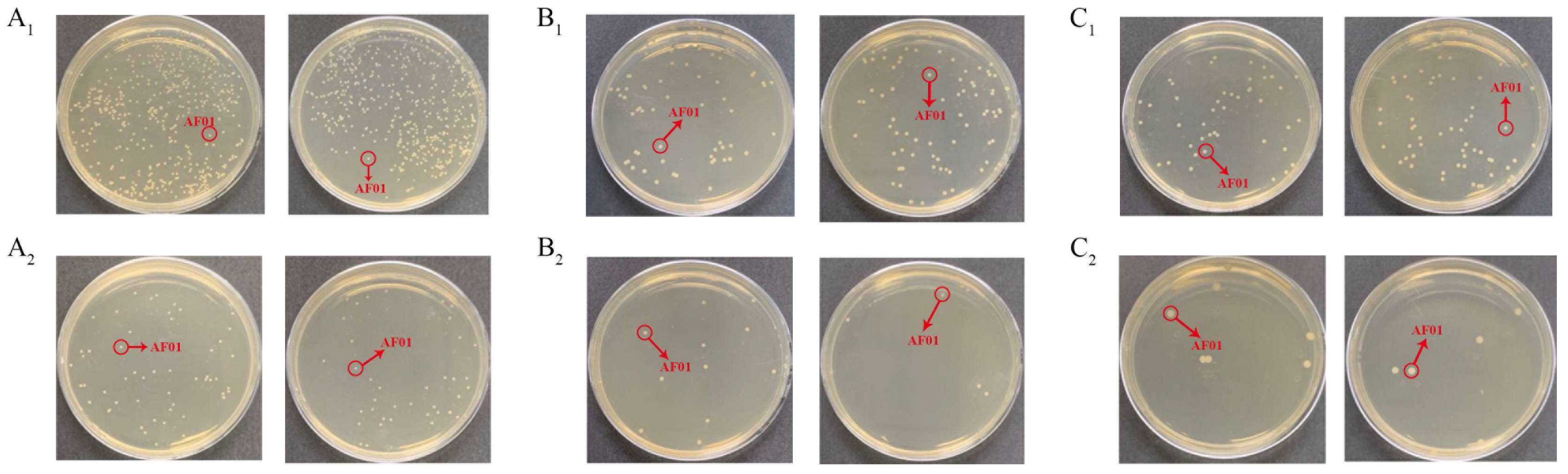 Toxins 16 00305 g003
