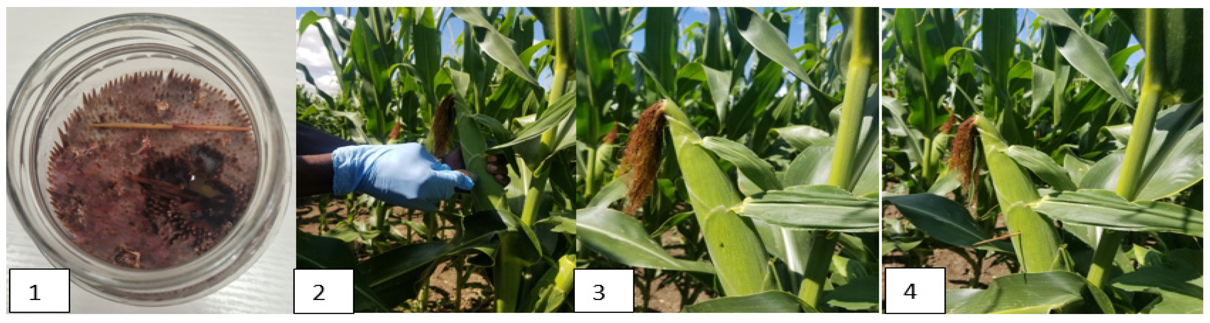 Toxins 16 00318 g003