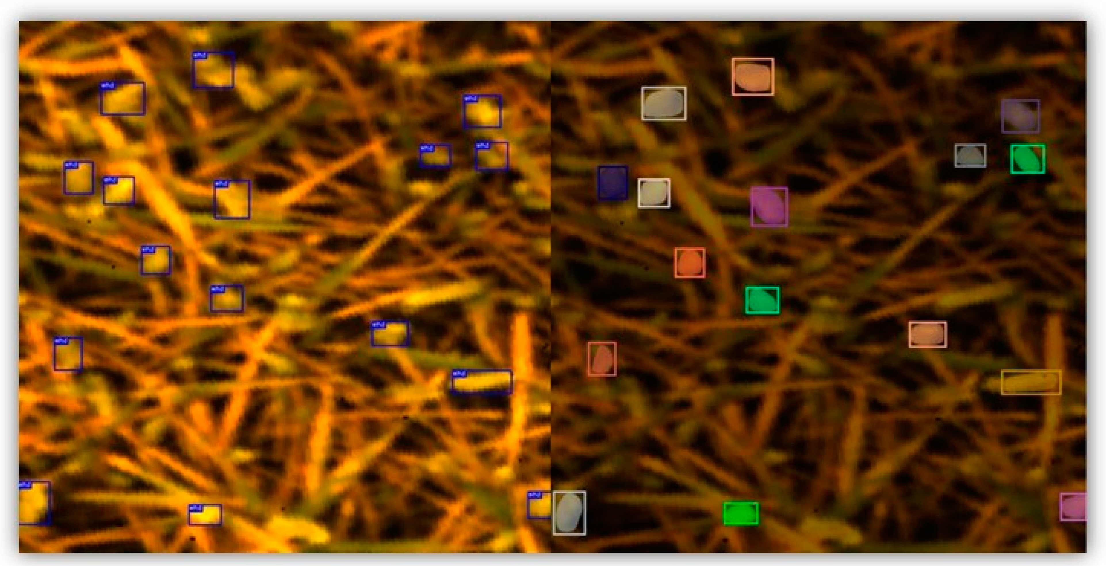 Toxins 16 00354 g001