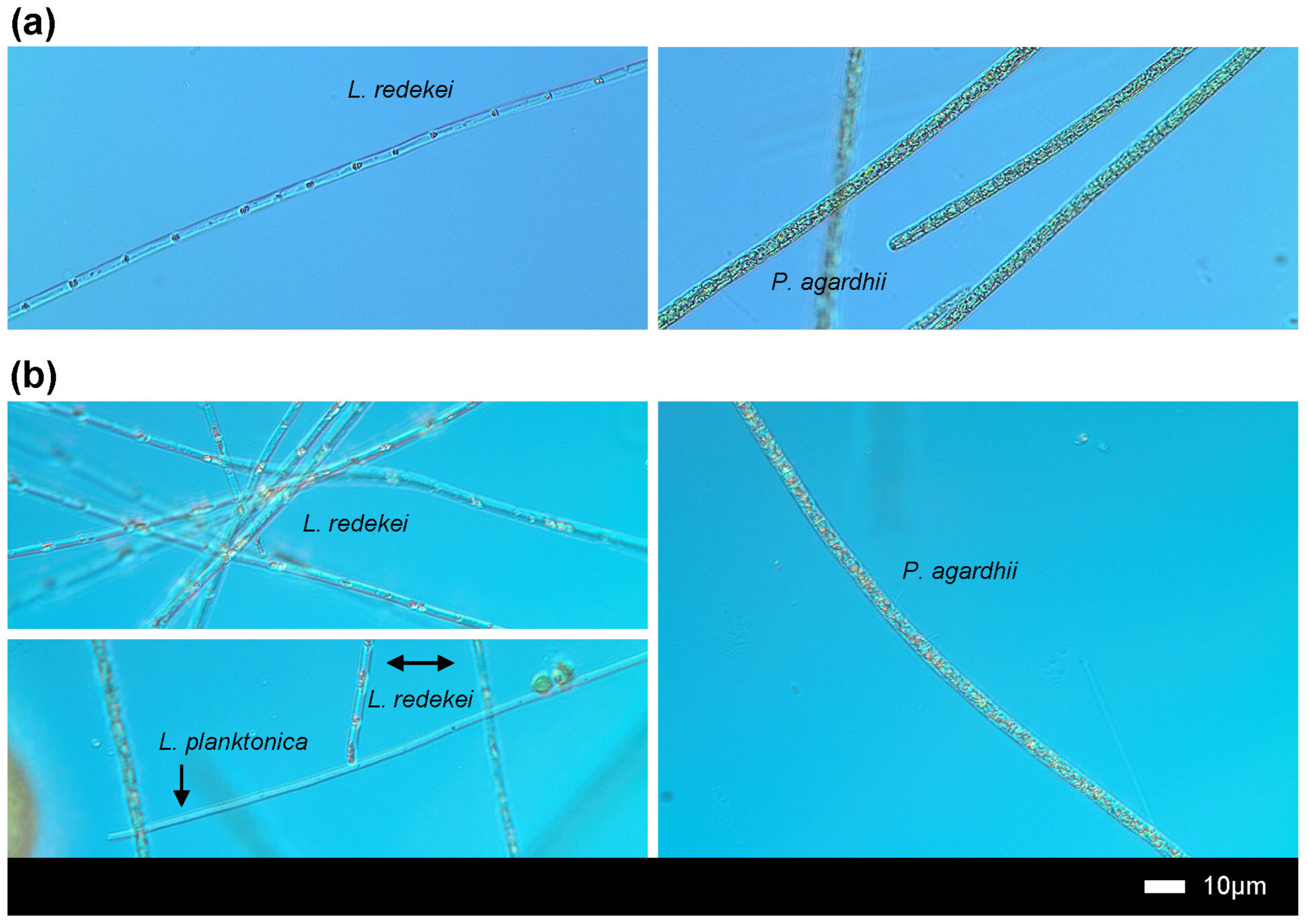 Toxins 16 00357 g002