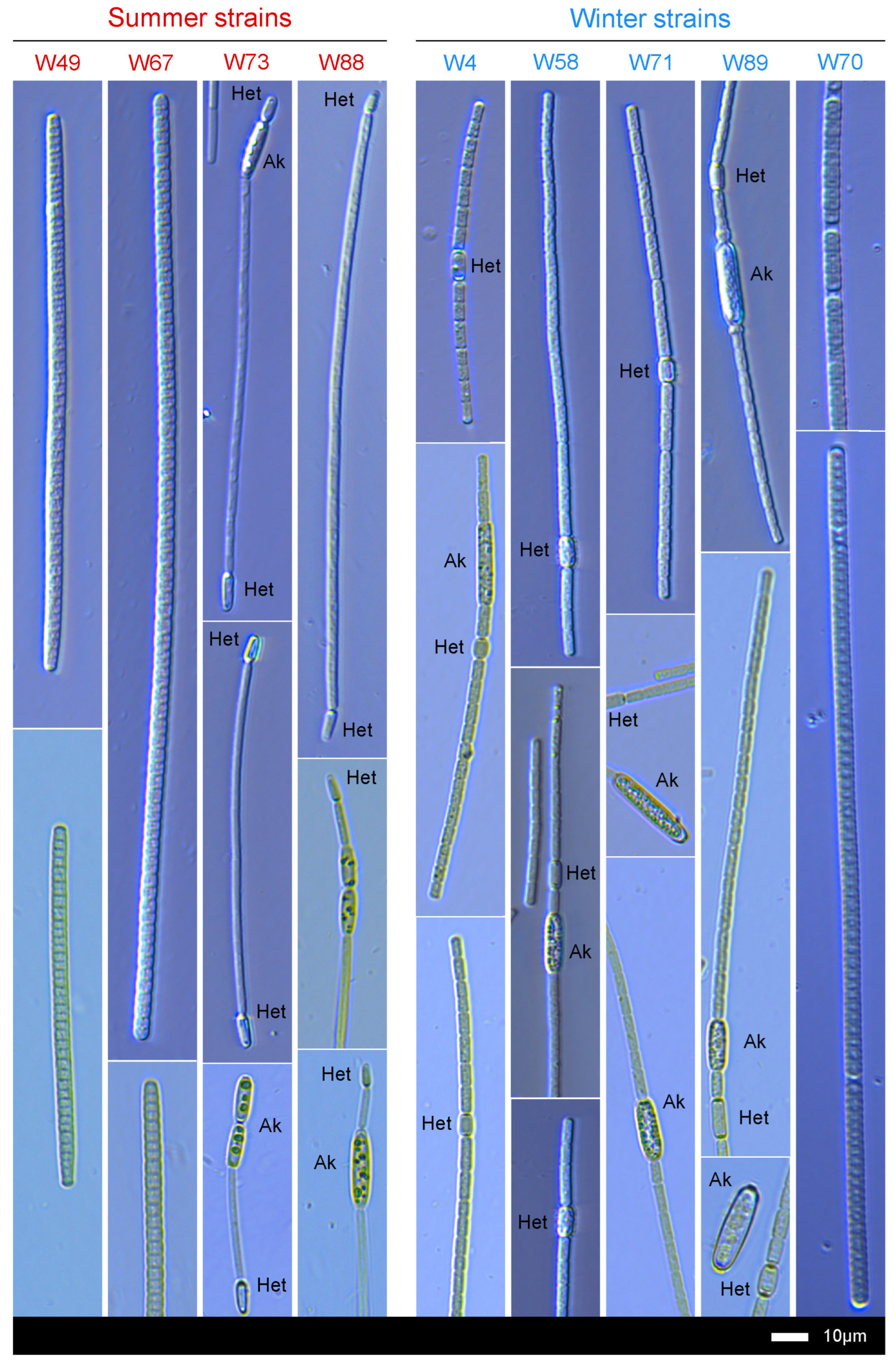 Toxins 16 00357 g003