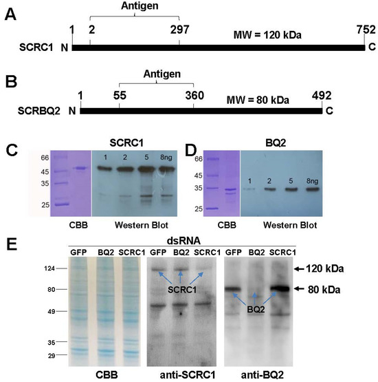 Toxins 16 00369 g002