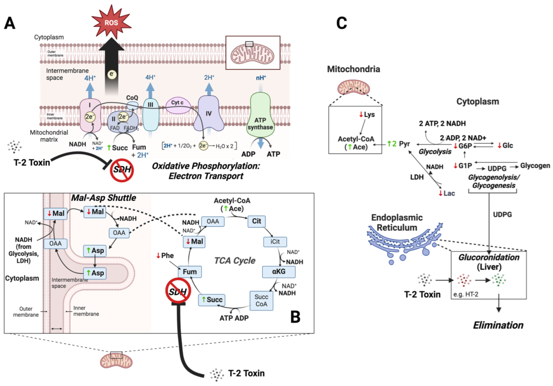 Toxins 16 00424 g007