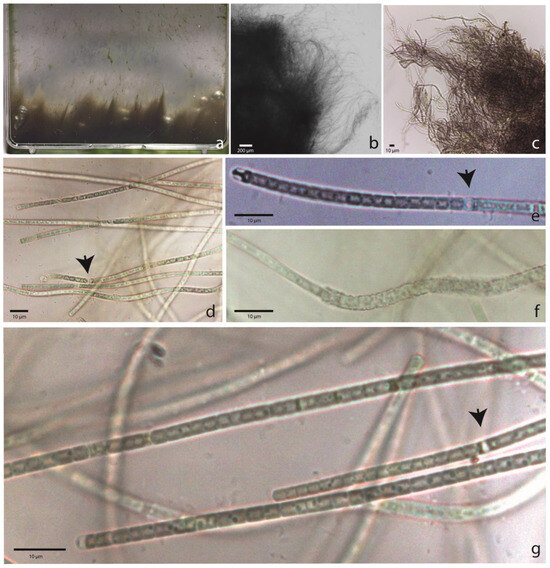 Toxins 16 00451 g001