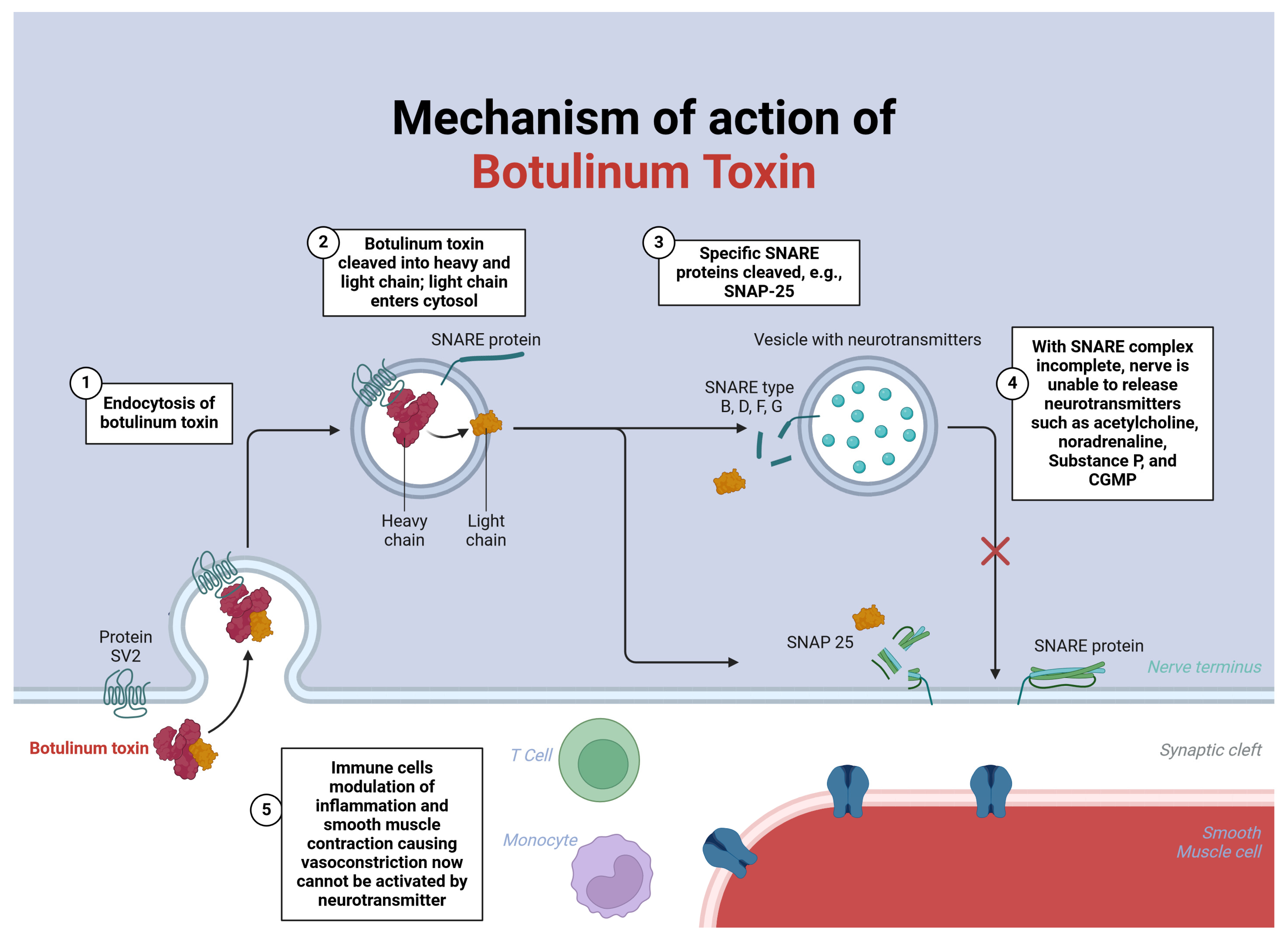 Toxins 16 00472 g001