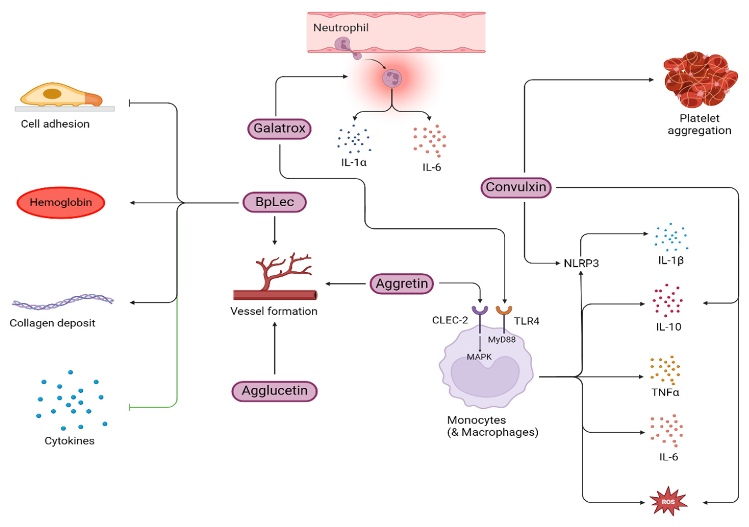 Toxins 16 00519 g003 Toxins 16 00519 g003