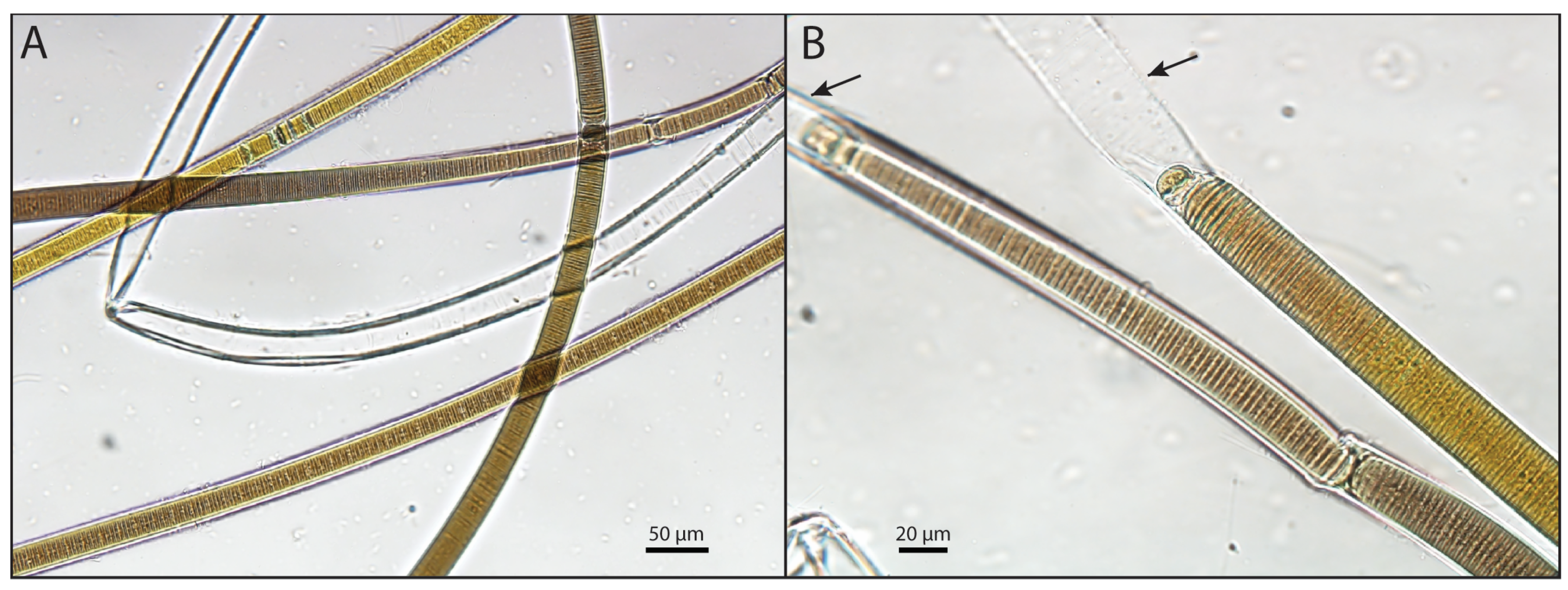 Toxins 16 00522 g001