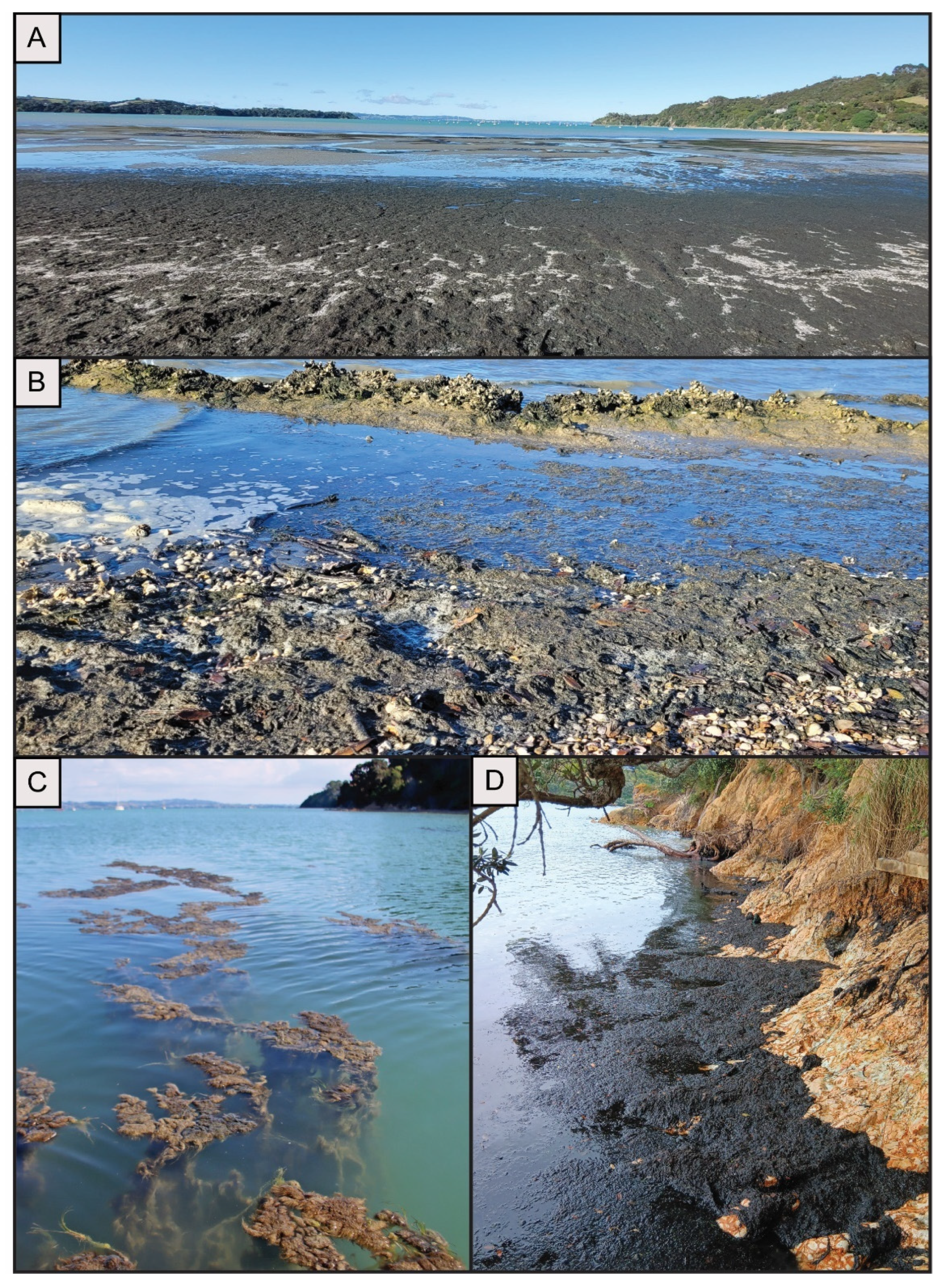 Toxins 16 00522 g006