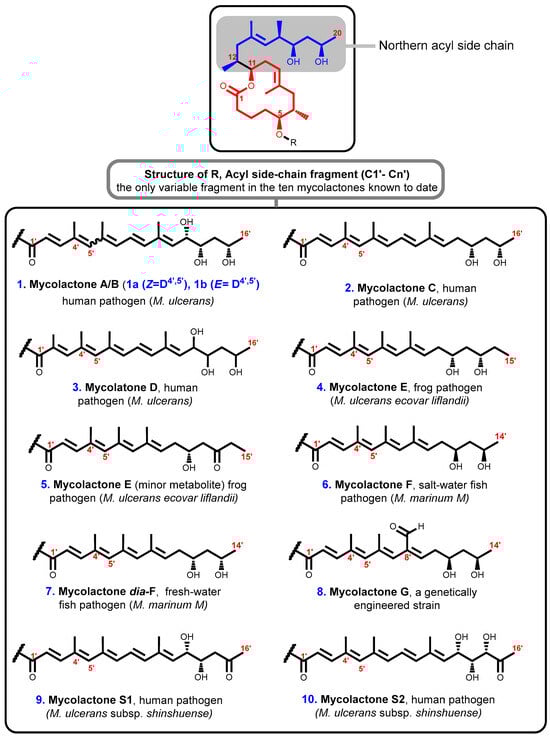 Toxins 16 00528 g003