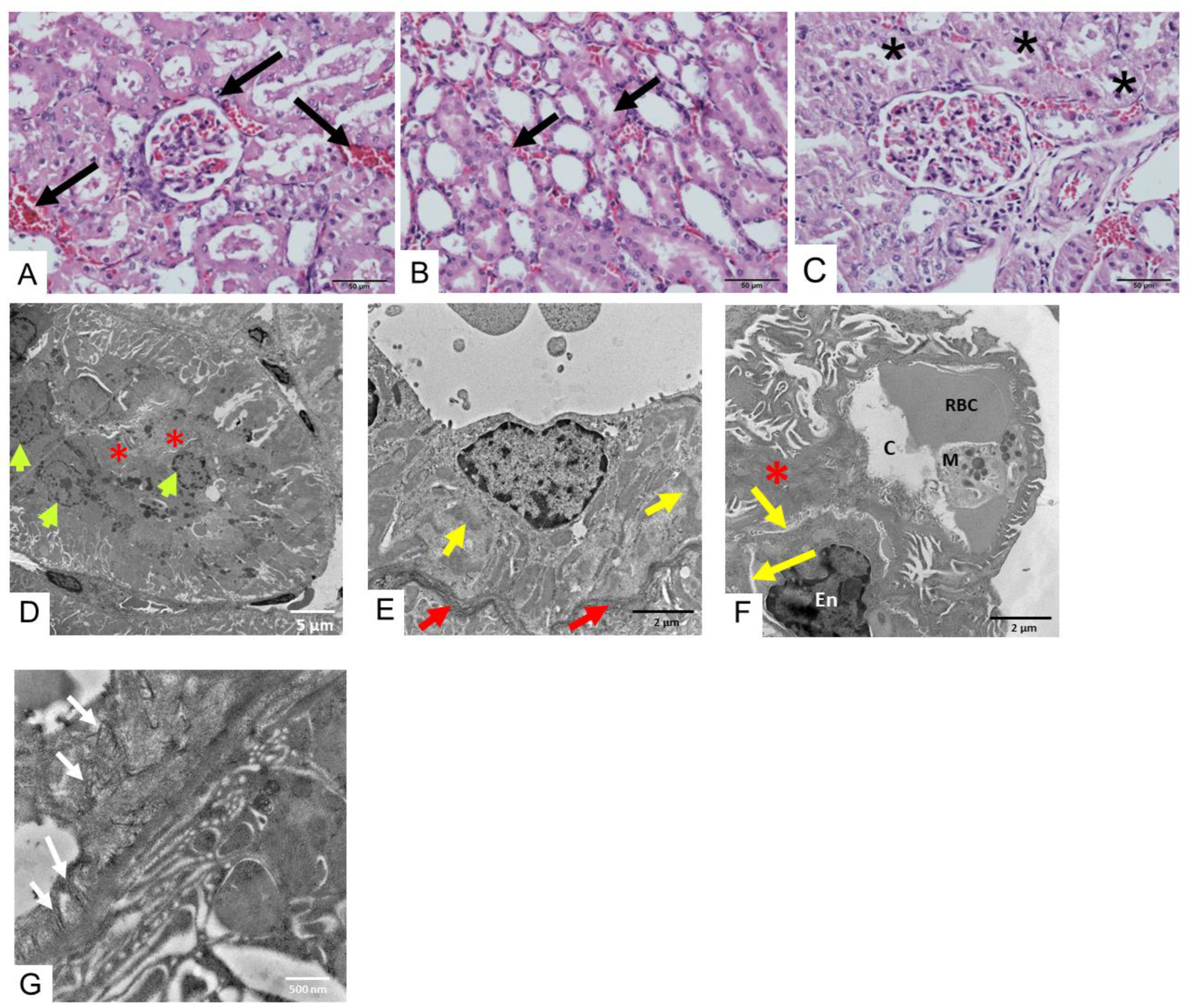 Toxins 17 00010 g005 Toxins 17 00010 g005