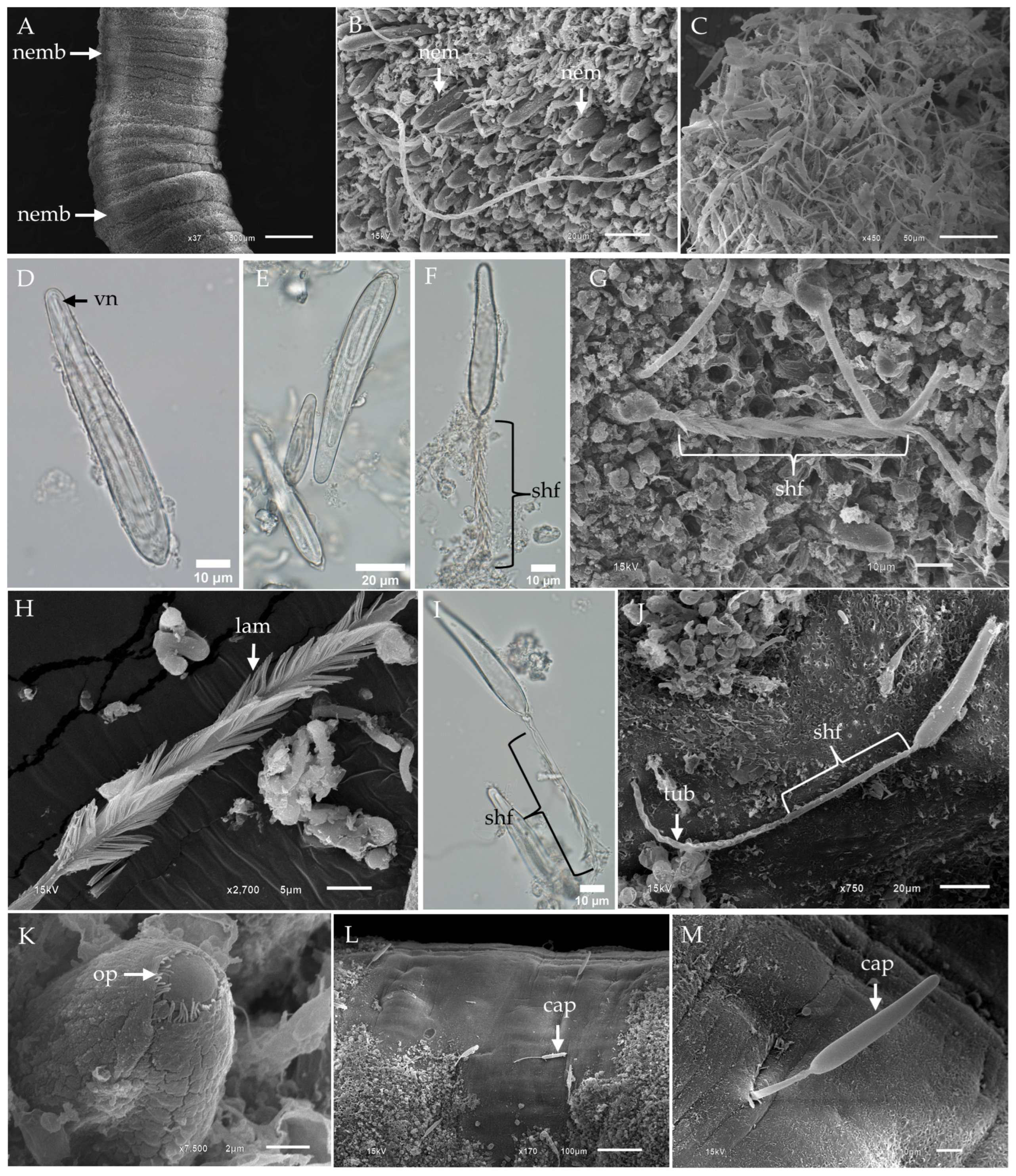 Toxins 17 00044 g001 Toxins 17 00044 g001