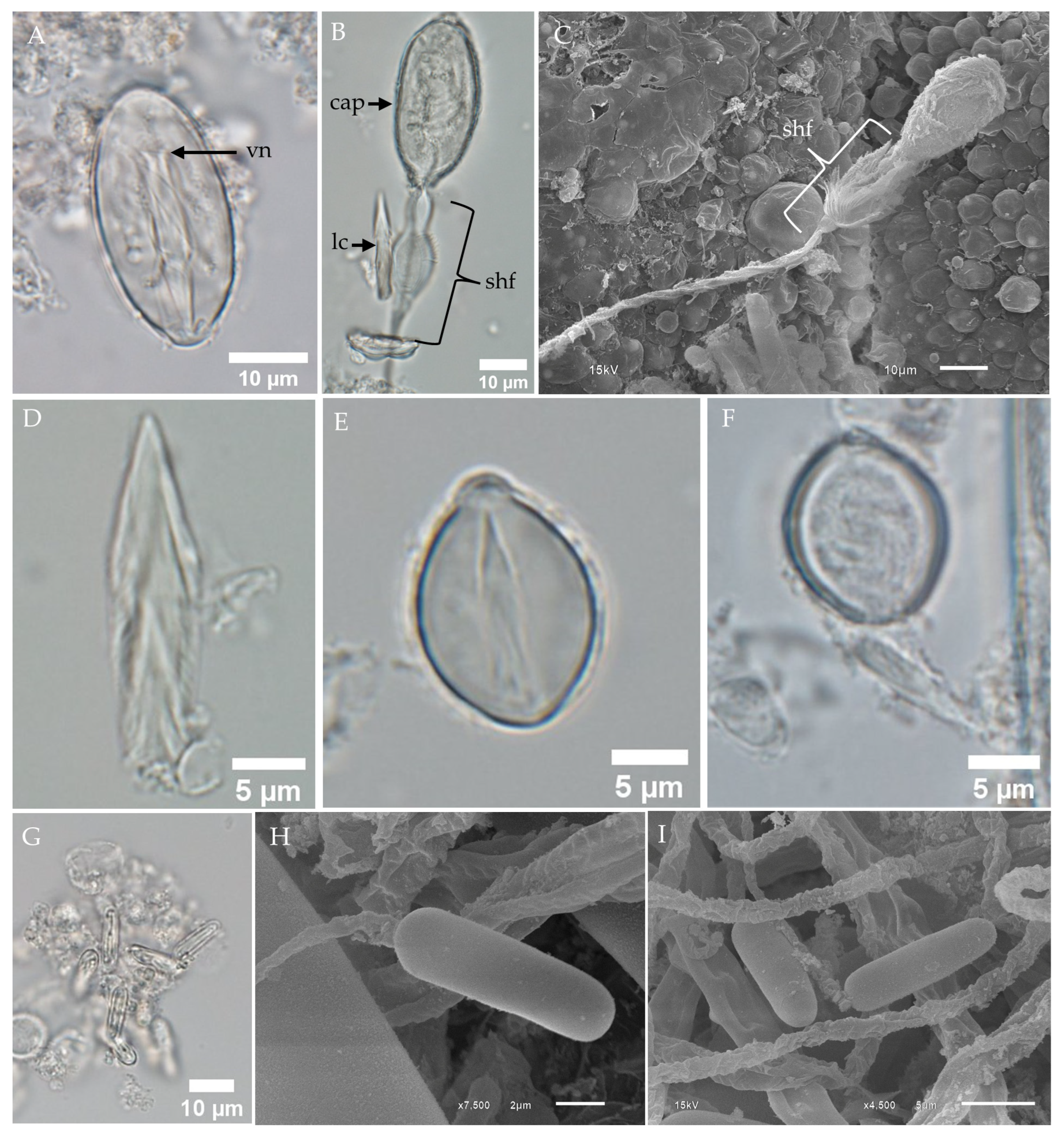 Toxins 17 00044 g006 Toxins 17 00044 g006